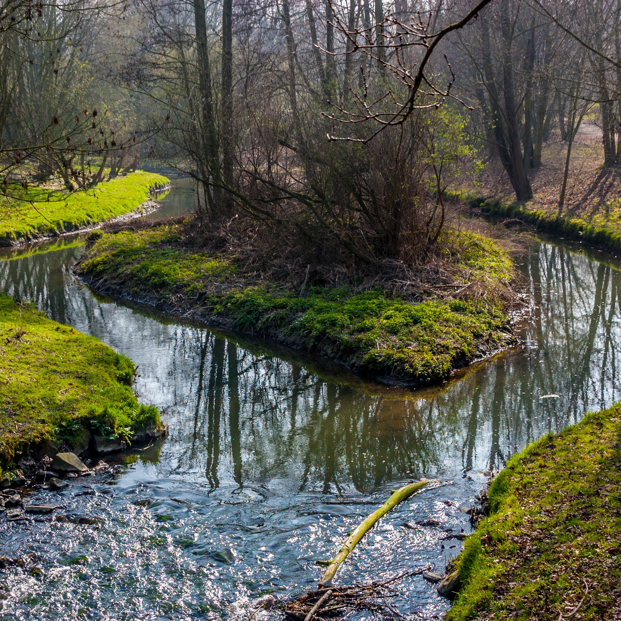 Kleiner Bach mit einer begrünten Insel und Bäumen im Hintergrund.