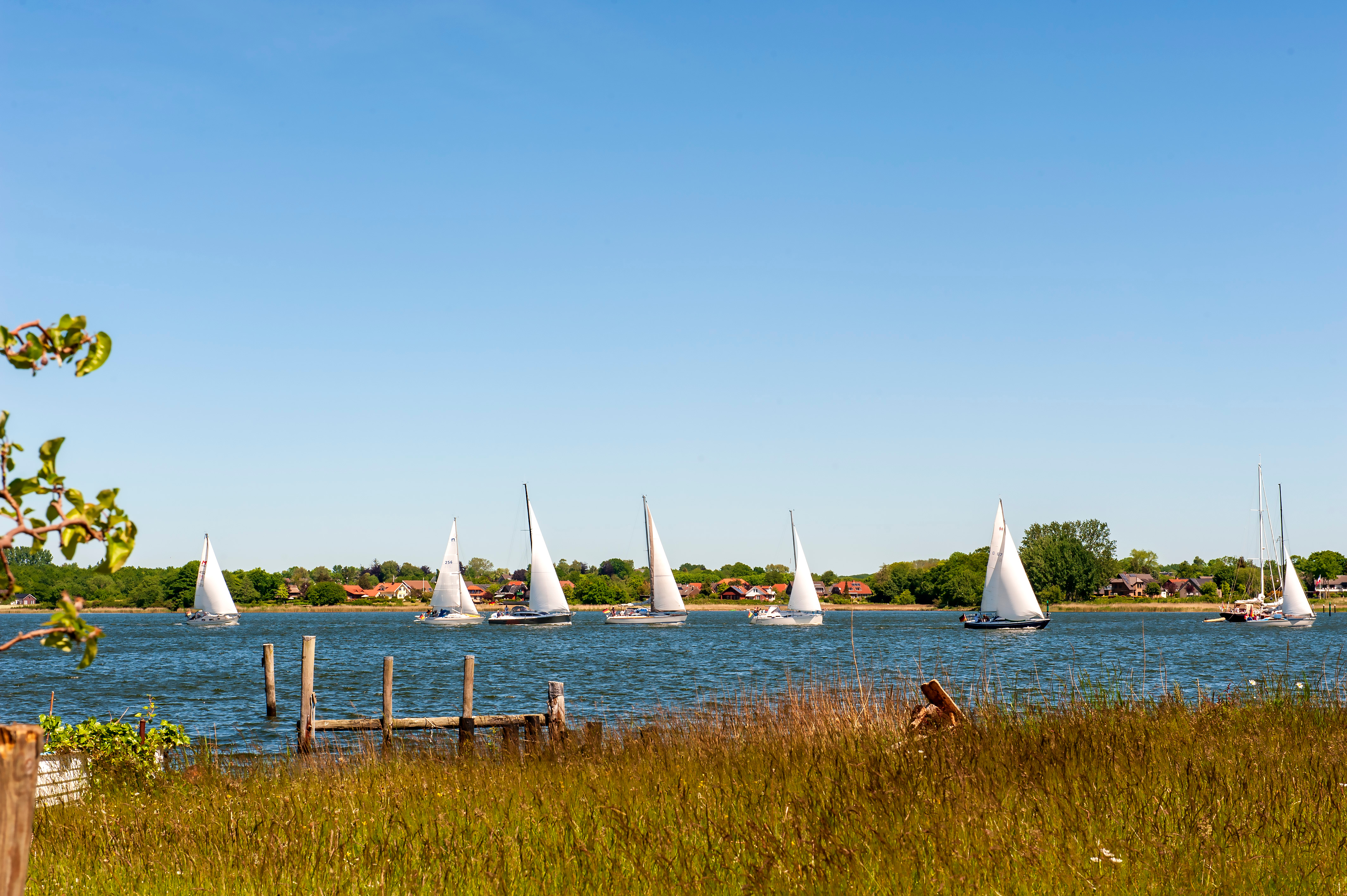 Blick auf einen See mit mehreren Segelbooten und Wiese im Vordergrund.