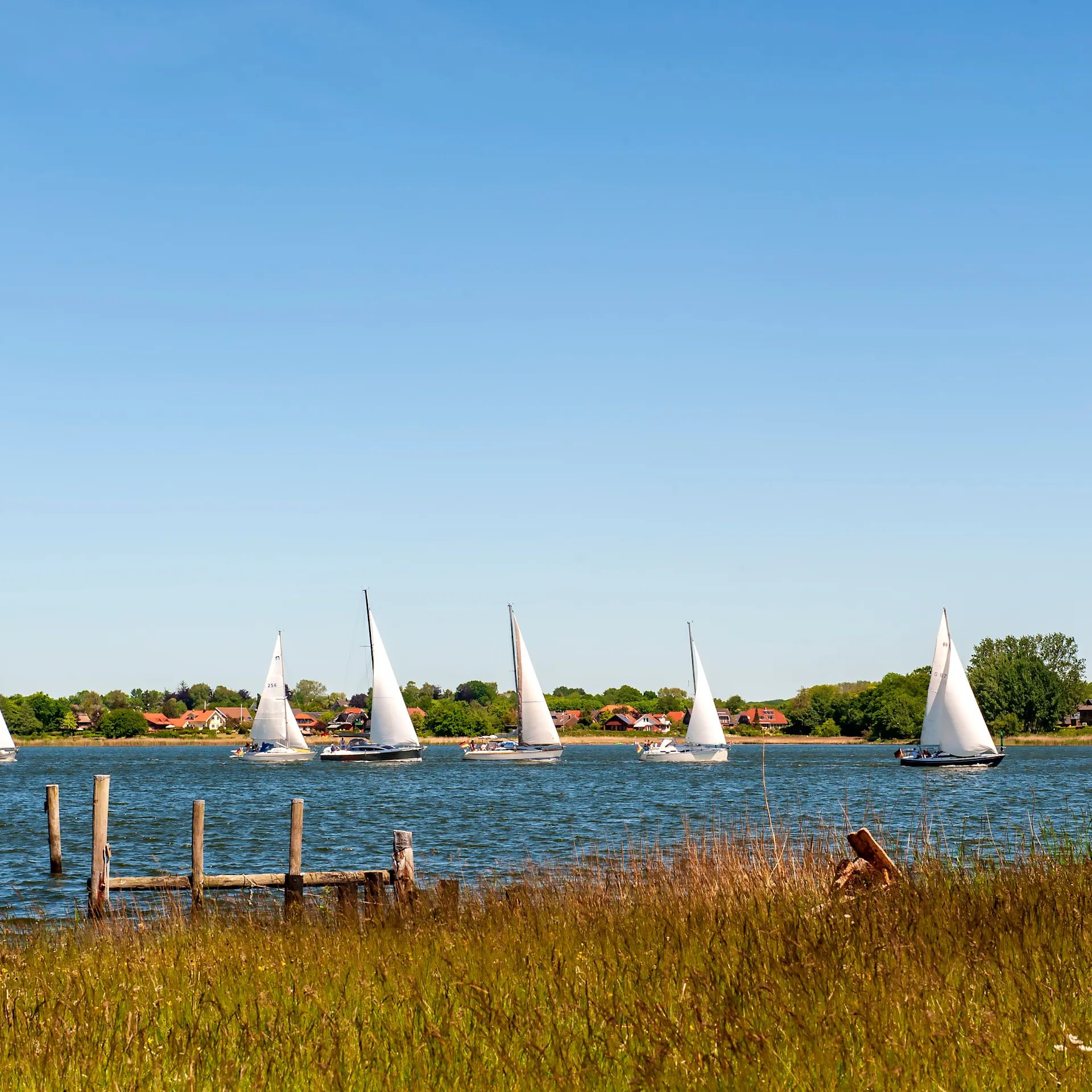 Blick auf einen See mit mehreren Segelbooten und Wiese im Vordergrund.