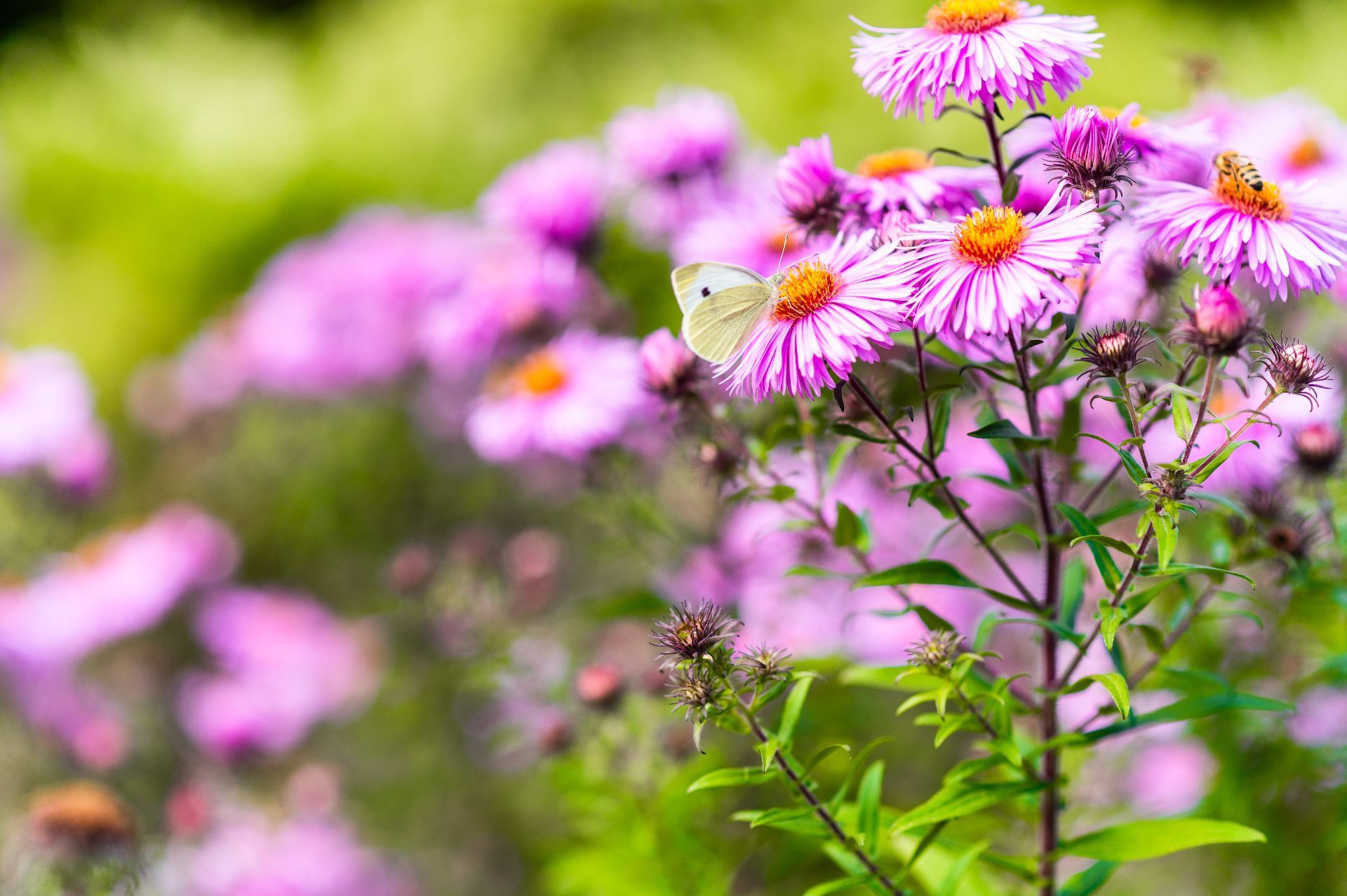 Lila Blumen im Garten mit einem weißen Schmetterling auf einem Blütenkopf.