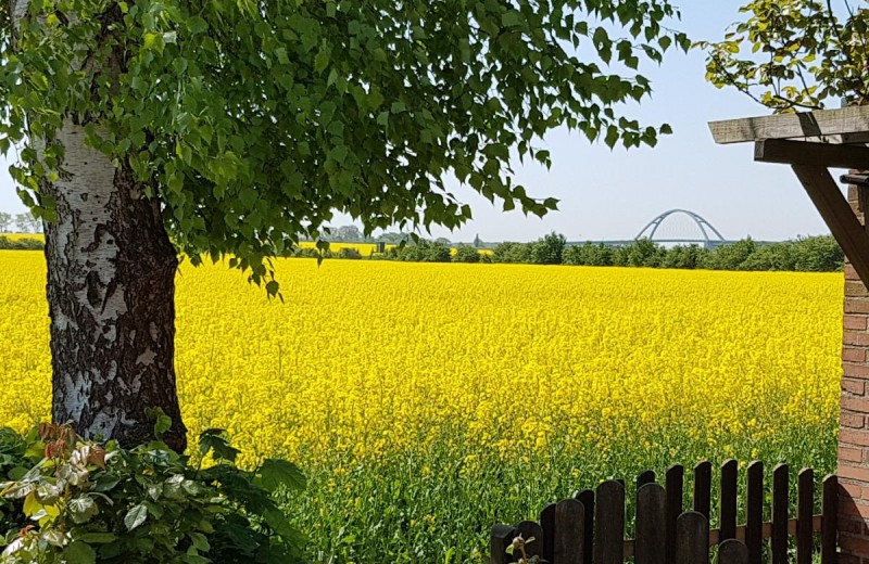 Blick von einem Garten auf ein großes gelbes Rapsfeld mit Baum, Zaun und Brücke im Hintergrund.