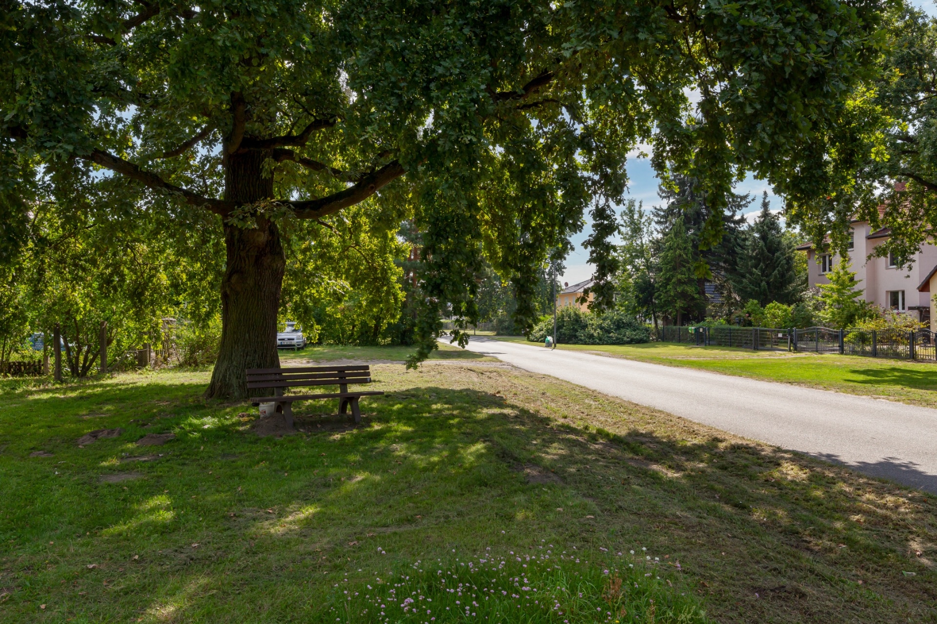 Großer Baum mit Bank auf grünem Rasen neben einer ruhigen Straße und Wohnhäusern.
