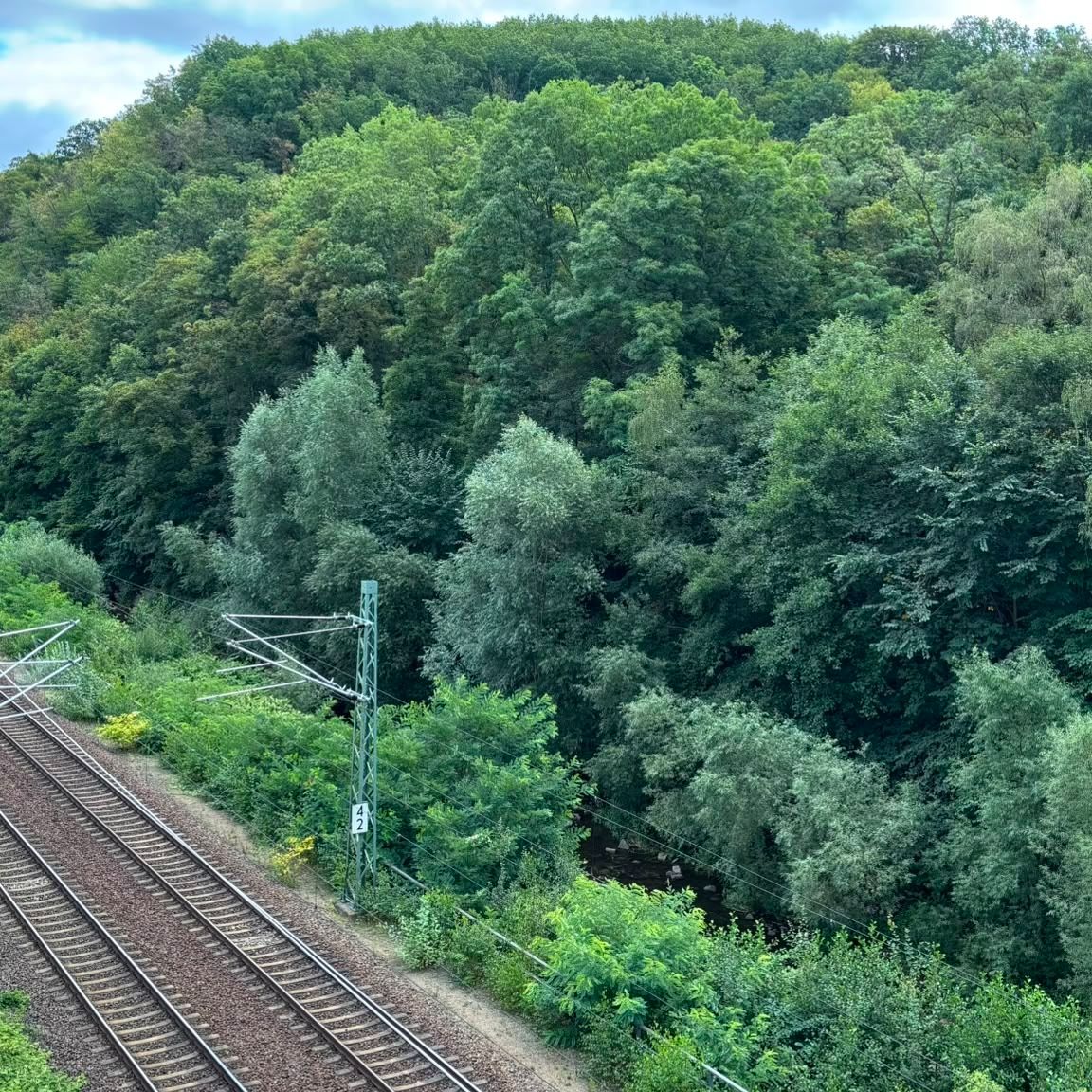 Zwei Eisenbahngleise verlaufen an einem dicht bewachsenen Wald entlang.