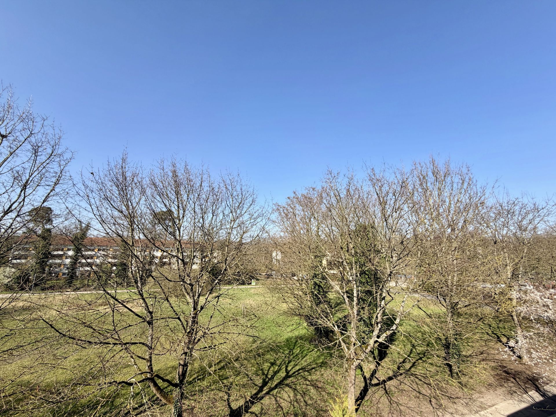 Aussicht auf eine Wiese mit kahlen Bäumen und blauem Himmel.