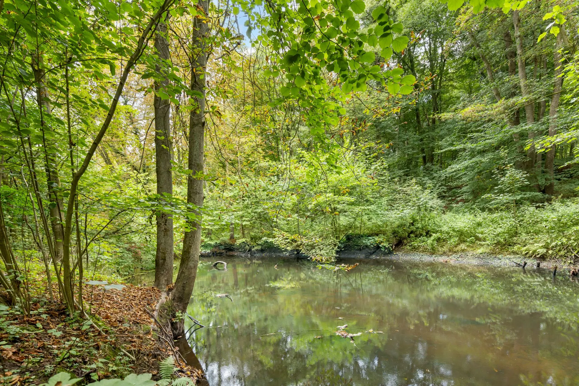 Kleiner Teich im Wald, umgeben von Bäumen und grüner Vegetation.