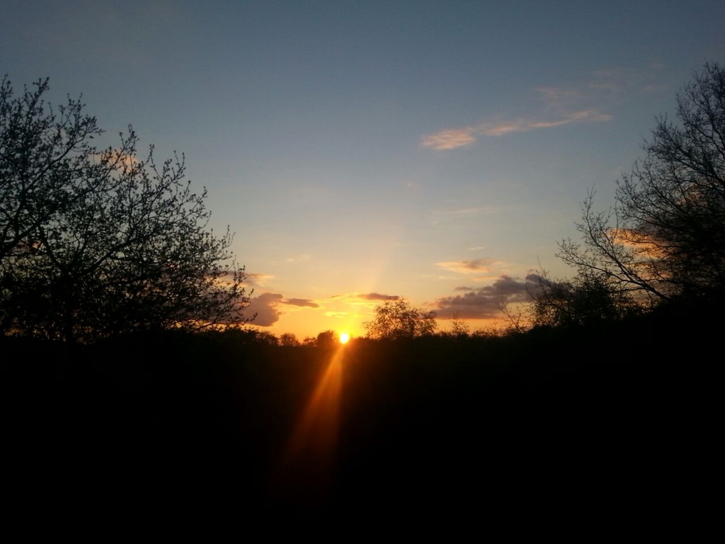 Sonnenuntergang mit Bäumen im Vordergrund und leicht bewölktem Himmel.
