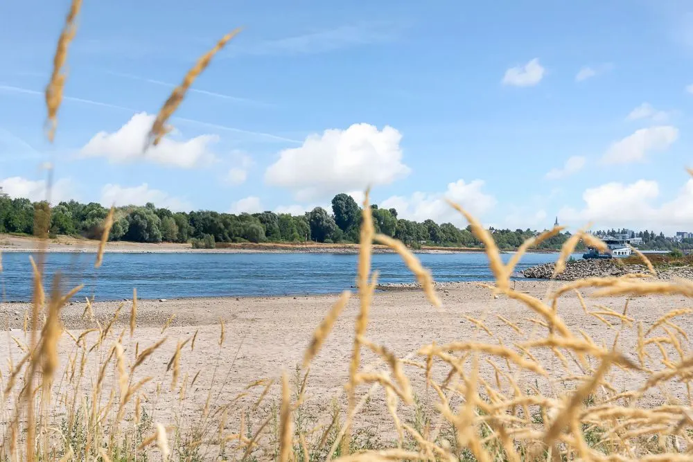 Blick durch Grashalme auf einen Sandstrand mit Fluss und Bäumen im Hintergrund.