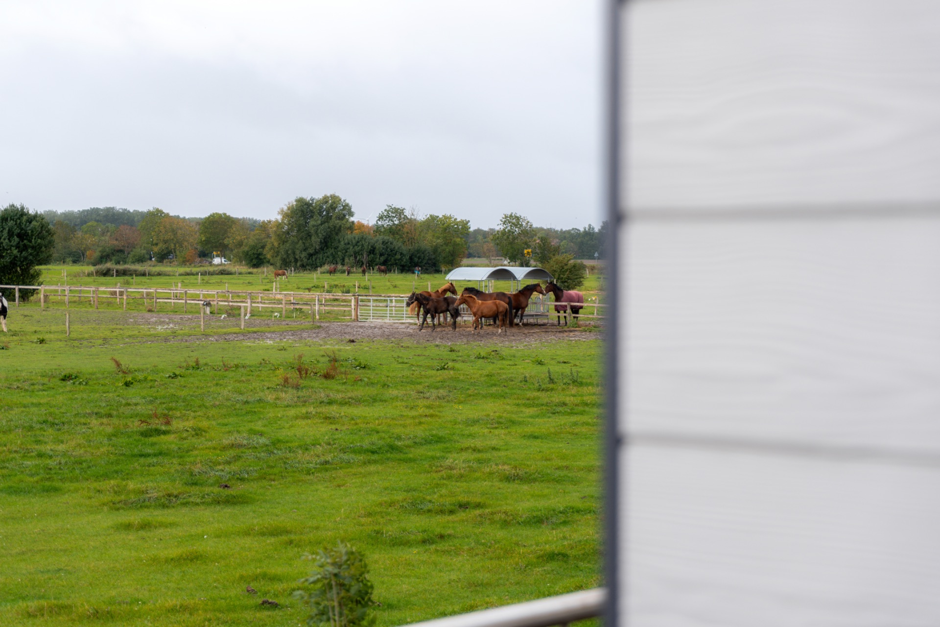 Blick auf eine grüne Koppel mit mehreren Pferden und Bäumen im Hintergrund.
