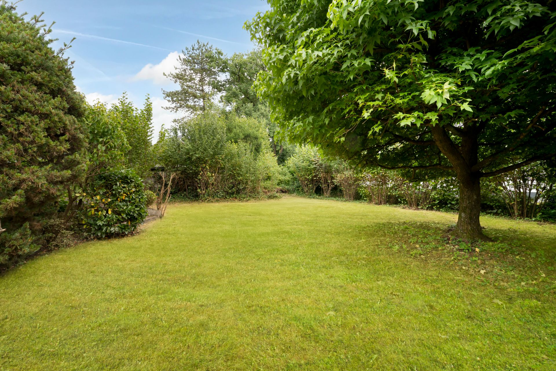 Garten mit Rasenfläche, Büschen und einem großen Baum im Vordergrund.