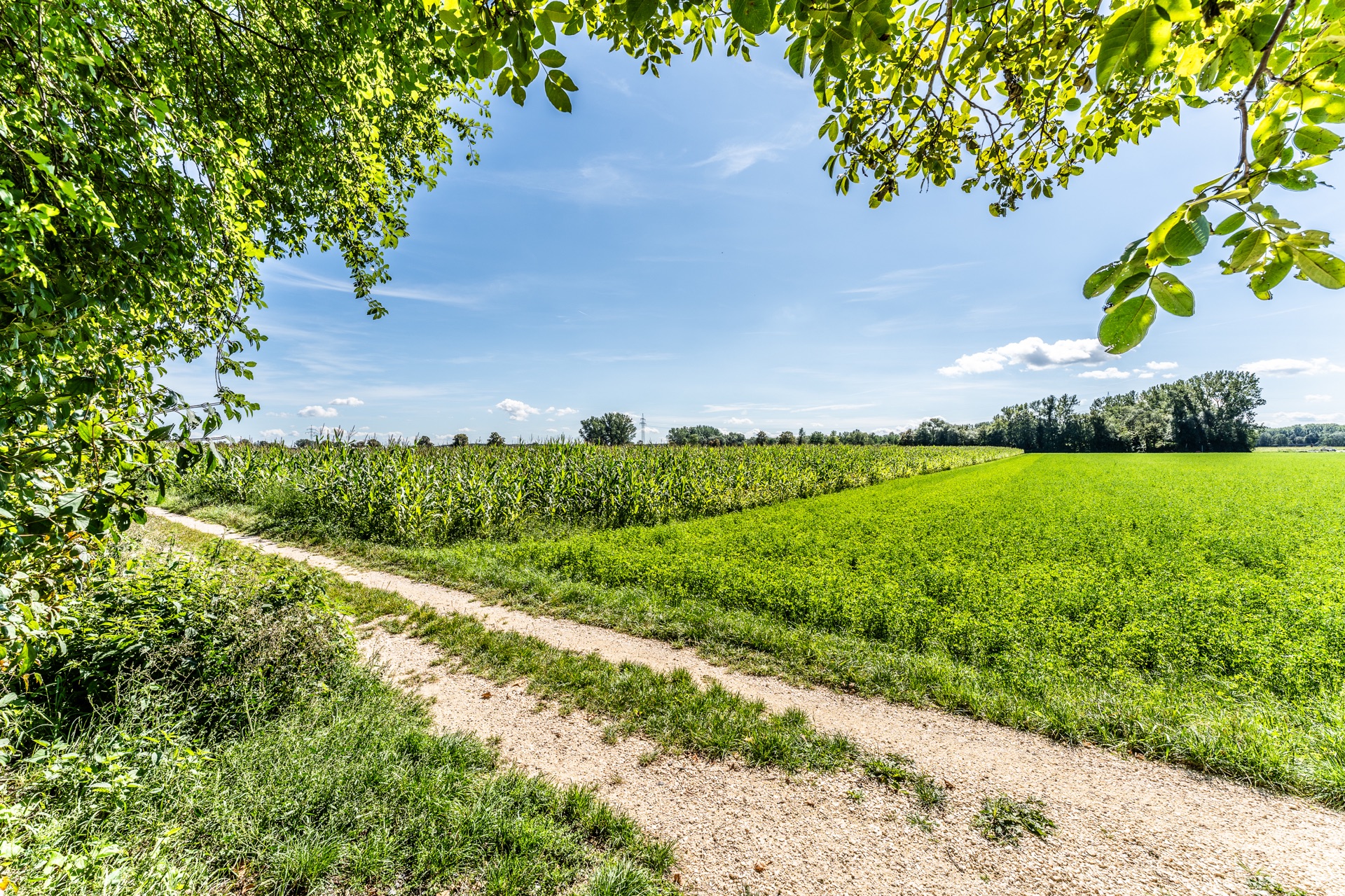 Ein Feldweg führt zwischen grünen Feldern entlang, umgeben von Bäumen und blauem Himmel.
