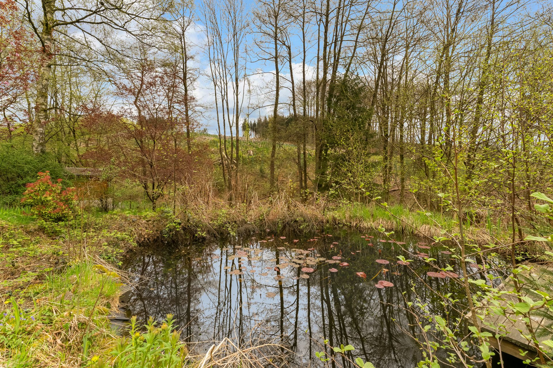 Kleiner Teich mit Seerosen, umgeben von Bäumen und Sträuchern im Garten.