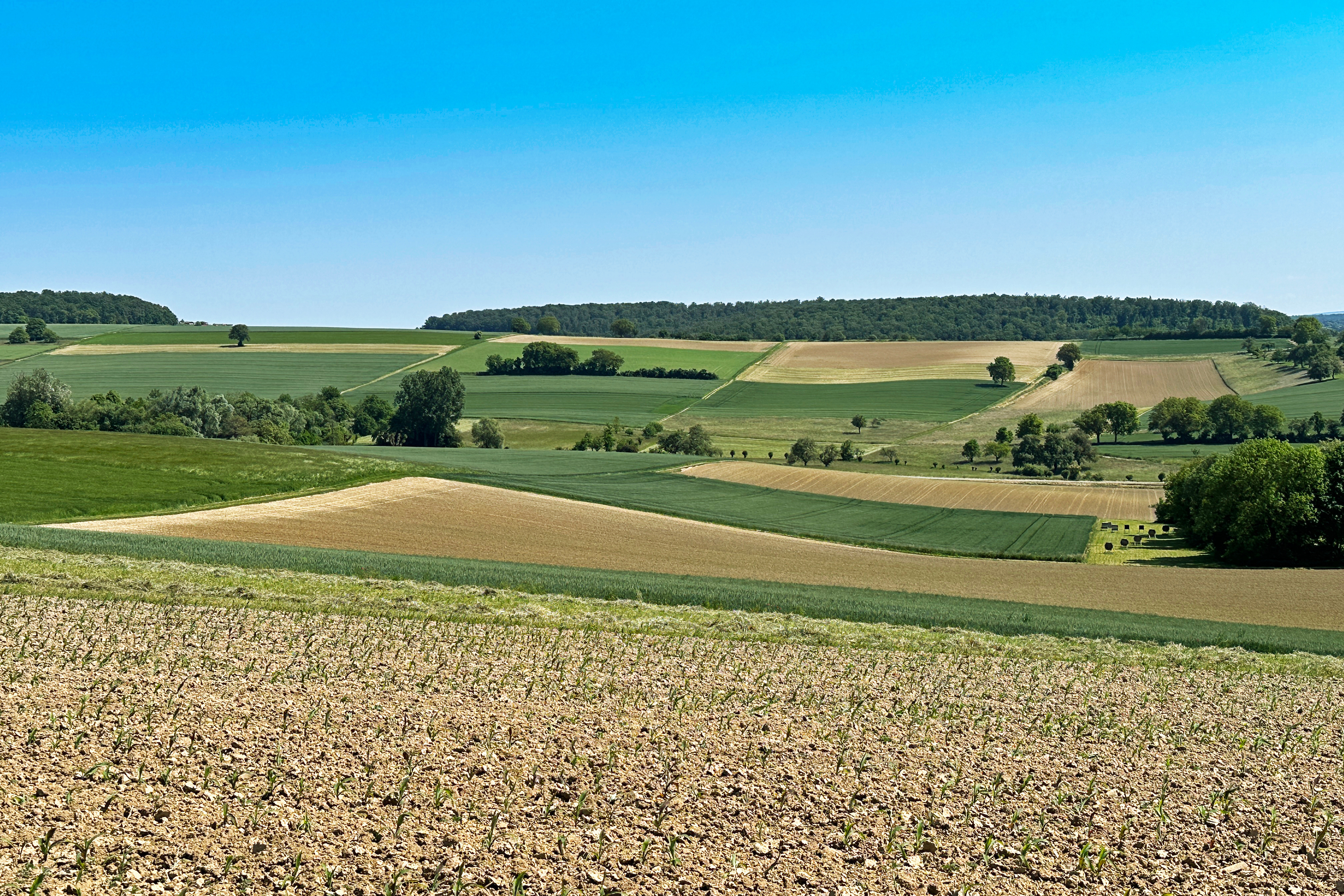 Blick auf weite Felder und Wiesen unter blauem Himmel.