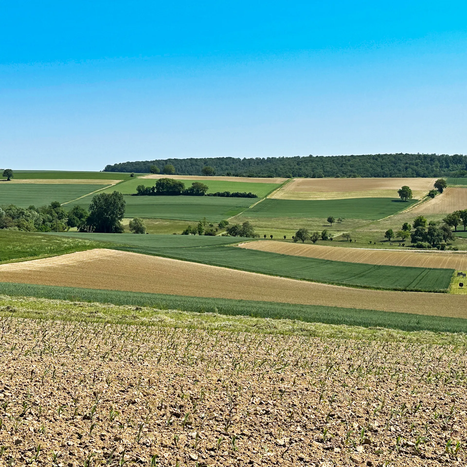 Blick auf weite Felder und Wiesen unter blauem Himmel.