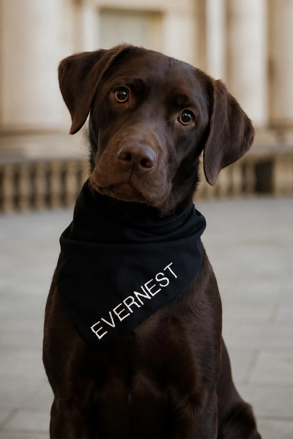 Brauner Hund mit schwarzem Halstuch, auf dem „EVERNEST“ steht.