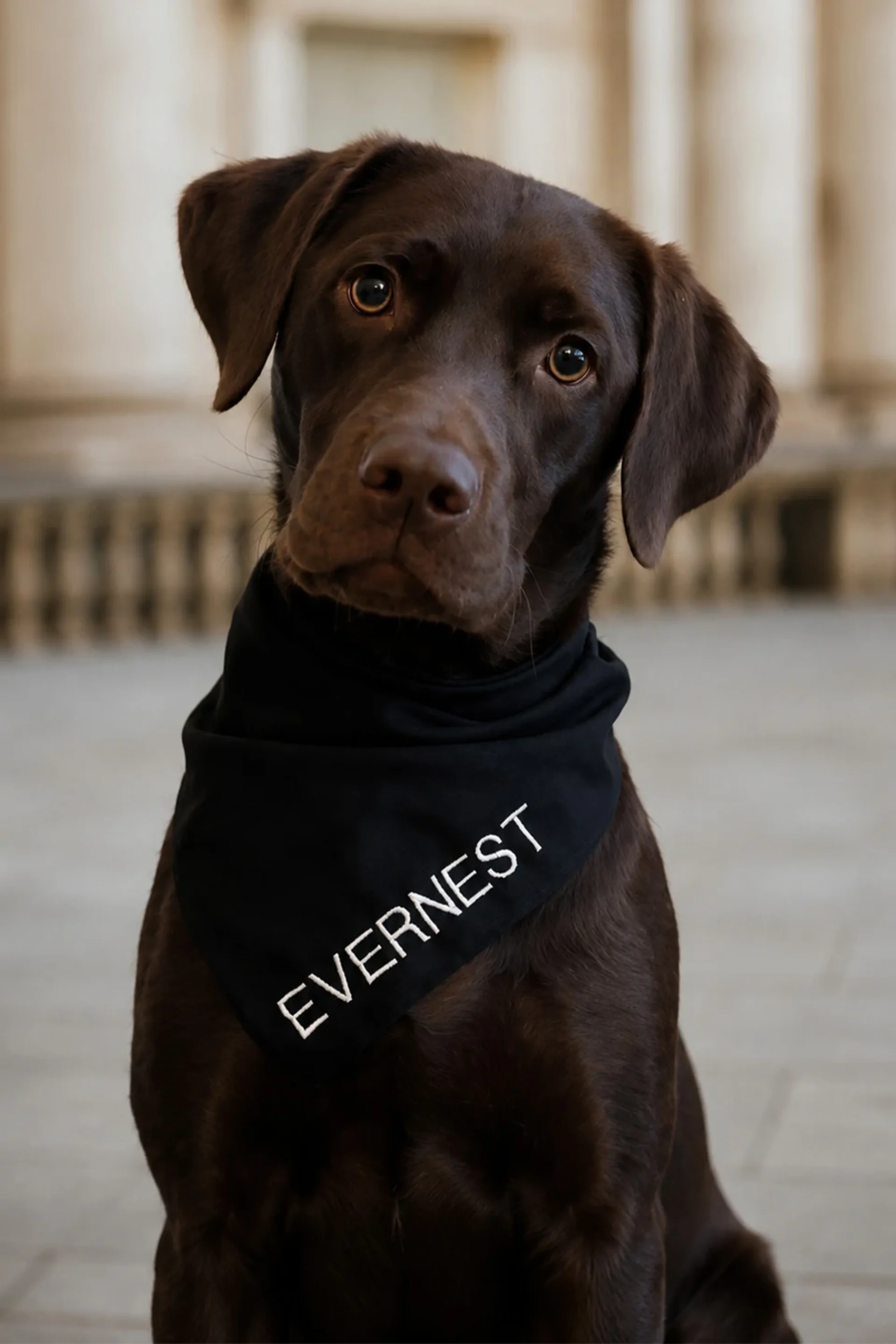 Brauner Hund mit schwarzem Halstuch, auf dem „EVERNEST“ steht.