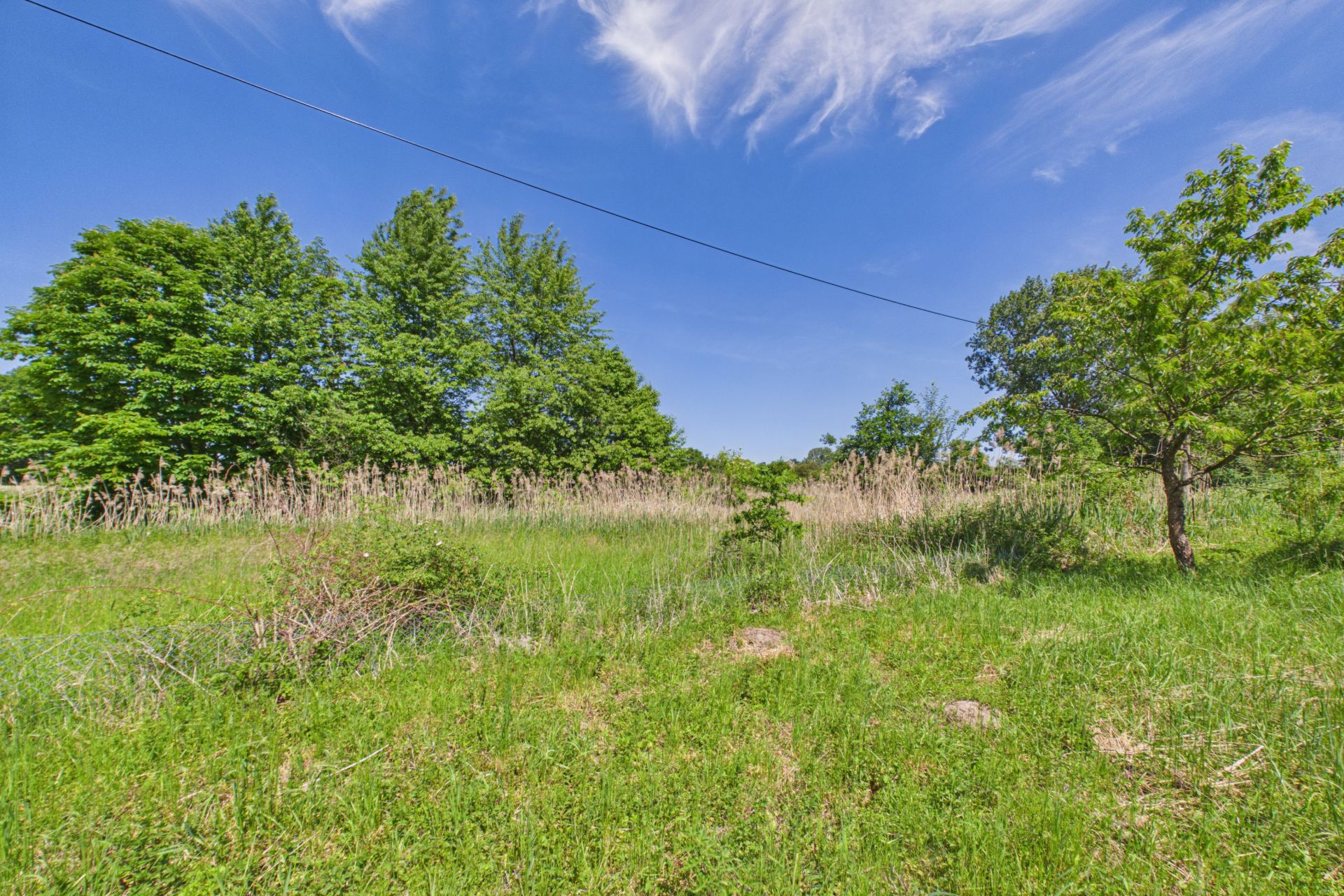 Grünes Grundstück mit hohem Gras, Bäumen und blauem Himmel.