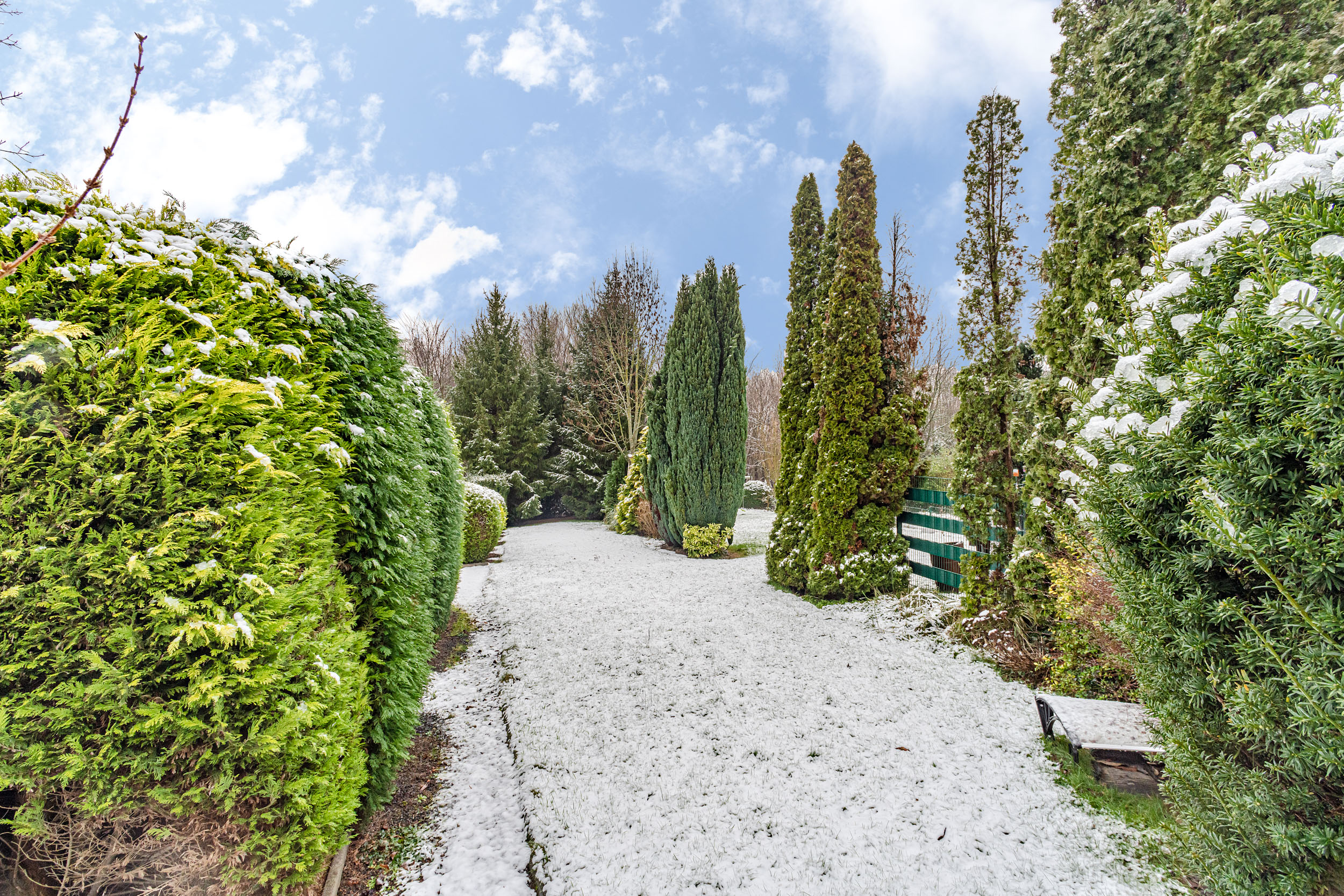 Schneebedeckter Gartenweg mit immergrünen Büschen und Tannenbäumen bei blauem Himmel.