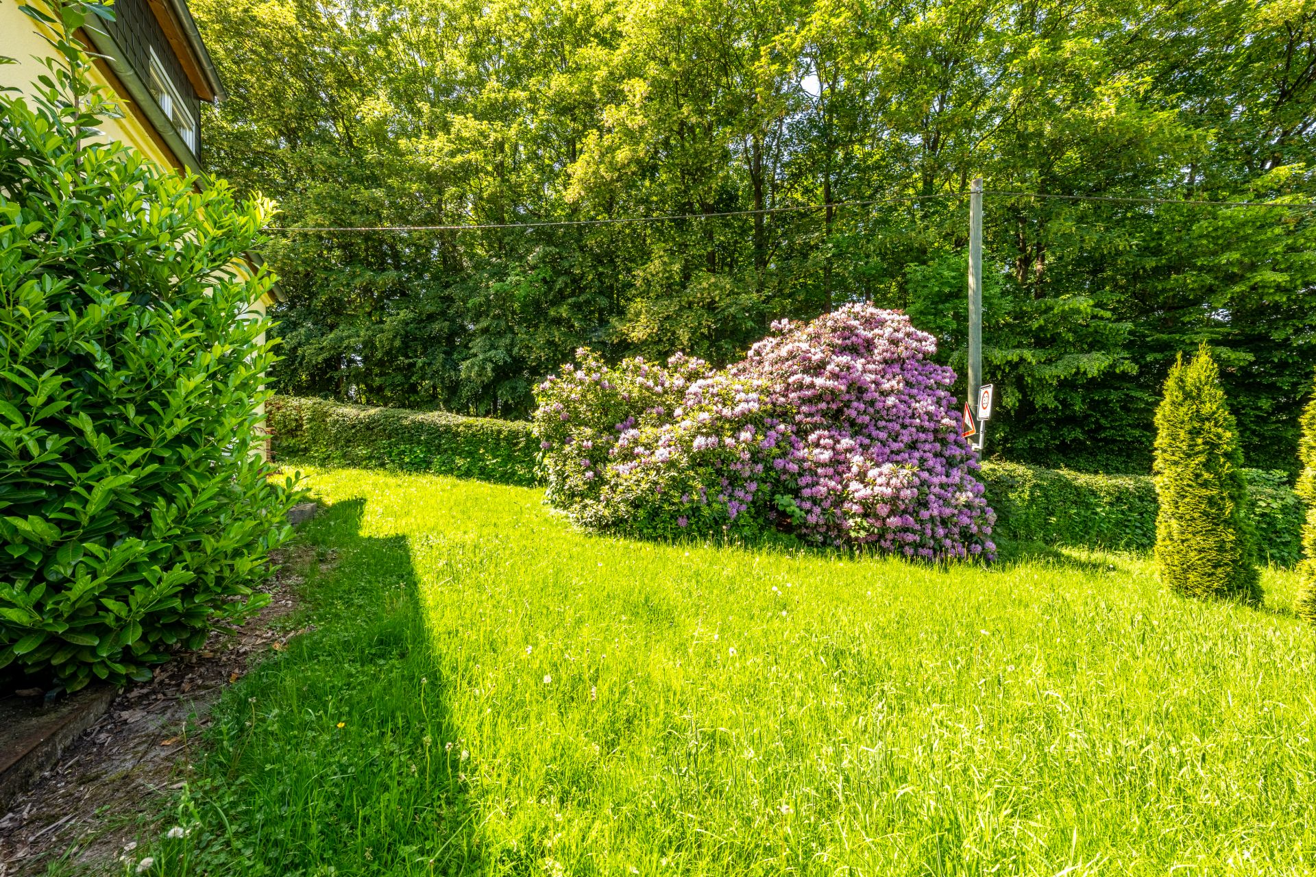 Grüner Garten mit blühendem Busch und Bäumen im Hintergrund.