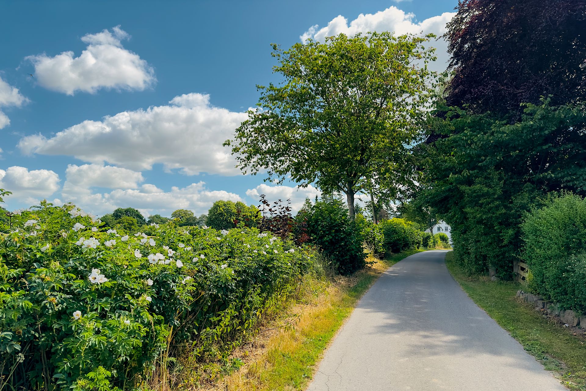 Schmaler Weg mit grünen Büschen und Bäumen unter blauem Himmel mit weißen Wolken.