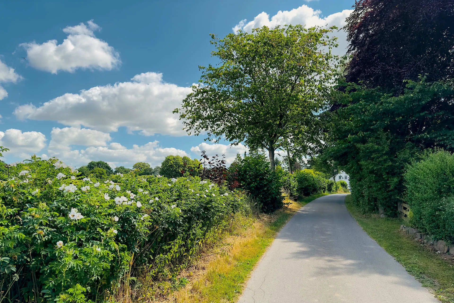 Schmaler Weg mit grünen Büschen und Bäumen unter blauem Himmel mit weißen Wolken.