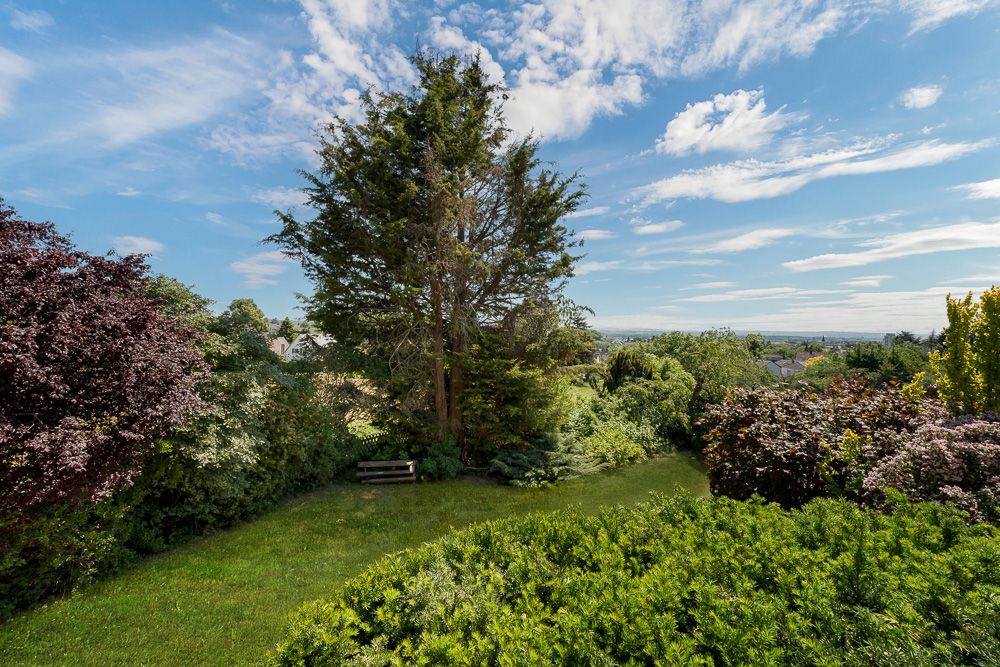Grüner Garten mit einer Holzbank unter einem großen Baum, umgeben von Büschen und Pflanzen.