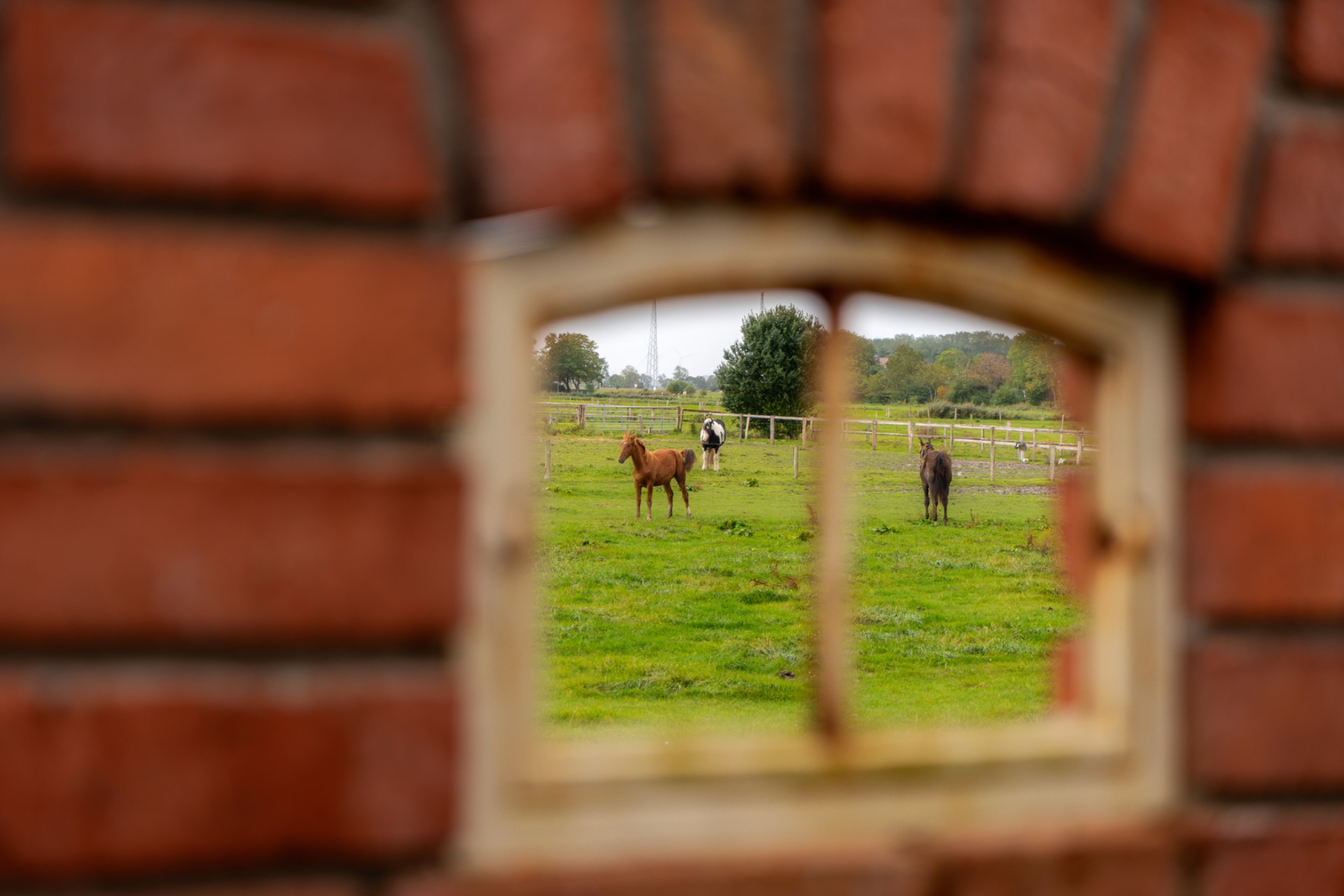 Blick durch ein kleines Fenster in einer Backsteinmauer auf drei Pferde auf einer grünen Wiese.
