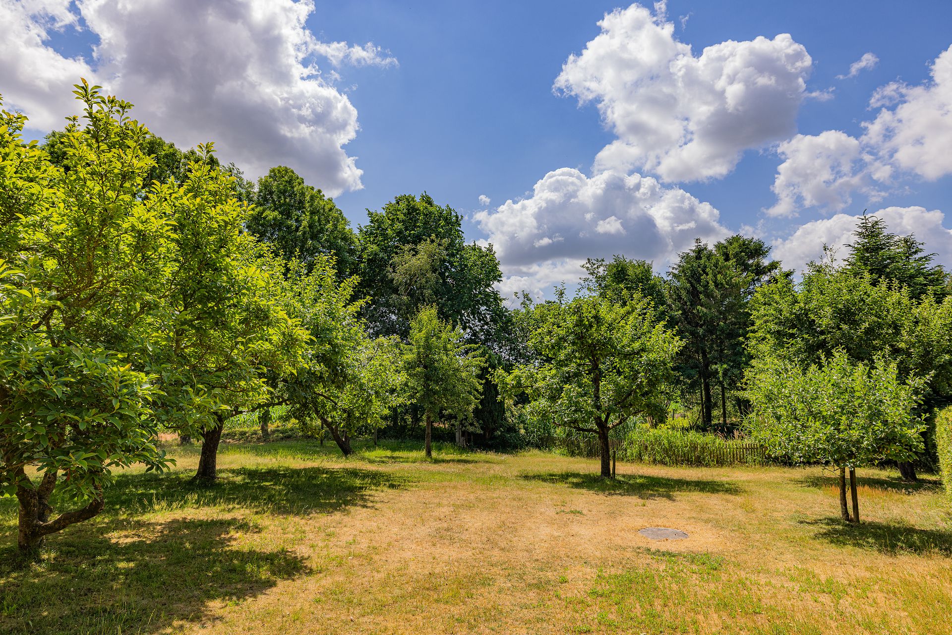Garten mit mehreren grünen Bäumen auf Rasenfläche unter blauem Himmel mit Wolken.