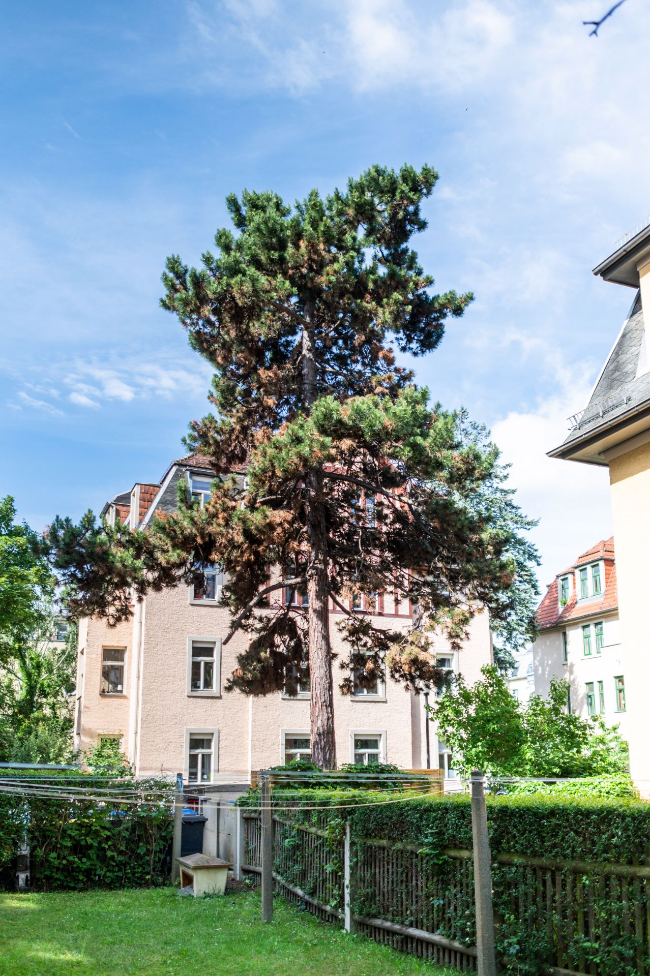 Großer Nadelbaum steht im grünen Garten vor einem mehrstöckigen Wohnhaus bei sonnigem Wetter.