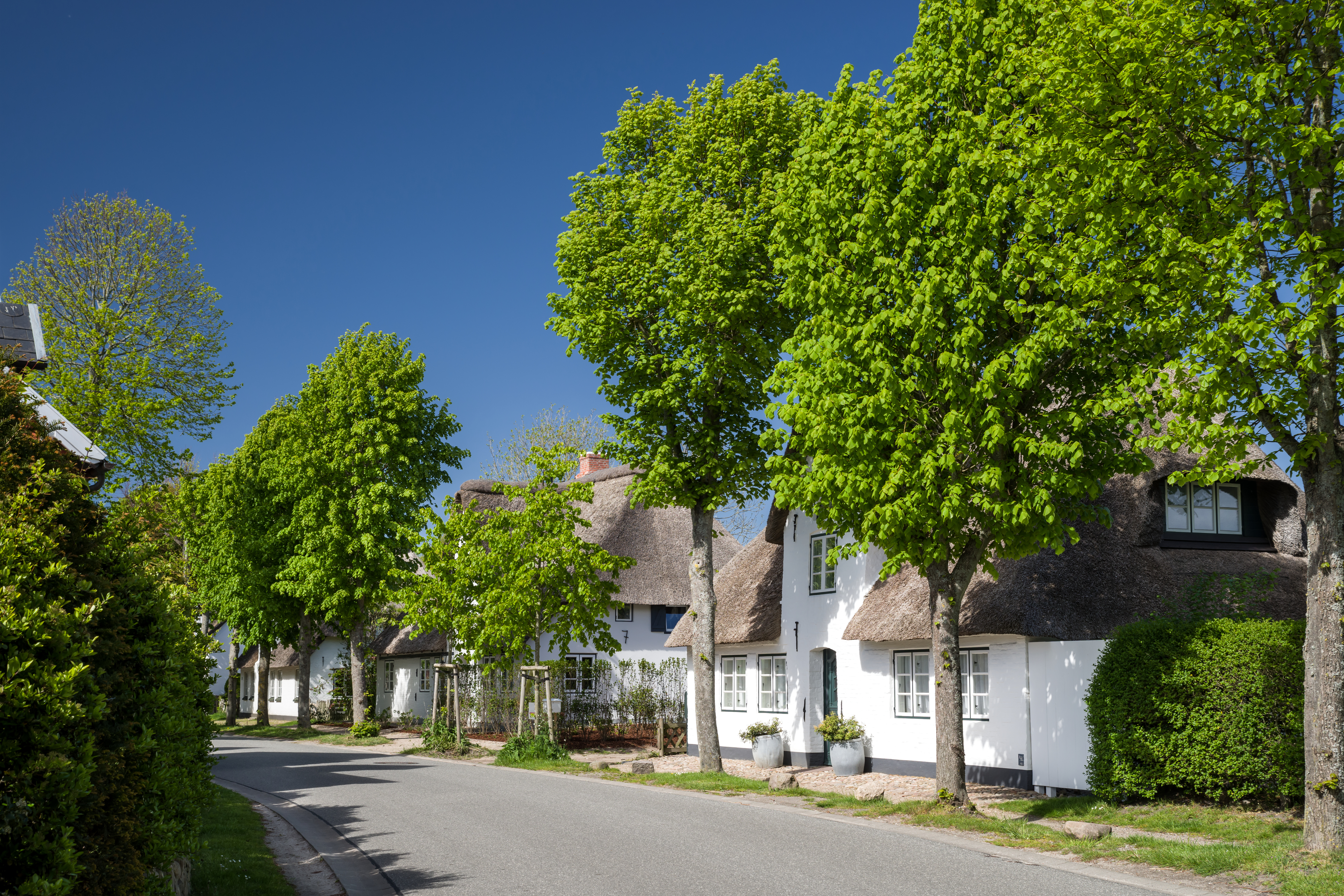 Straße mit weißen Häusern und Reetdächern, umgeben von Bäumen und Gärten.