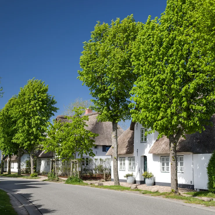 Straße mit weißen Häusern und Reetdächern, umgeben von Bäumen und Gärten.