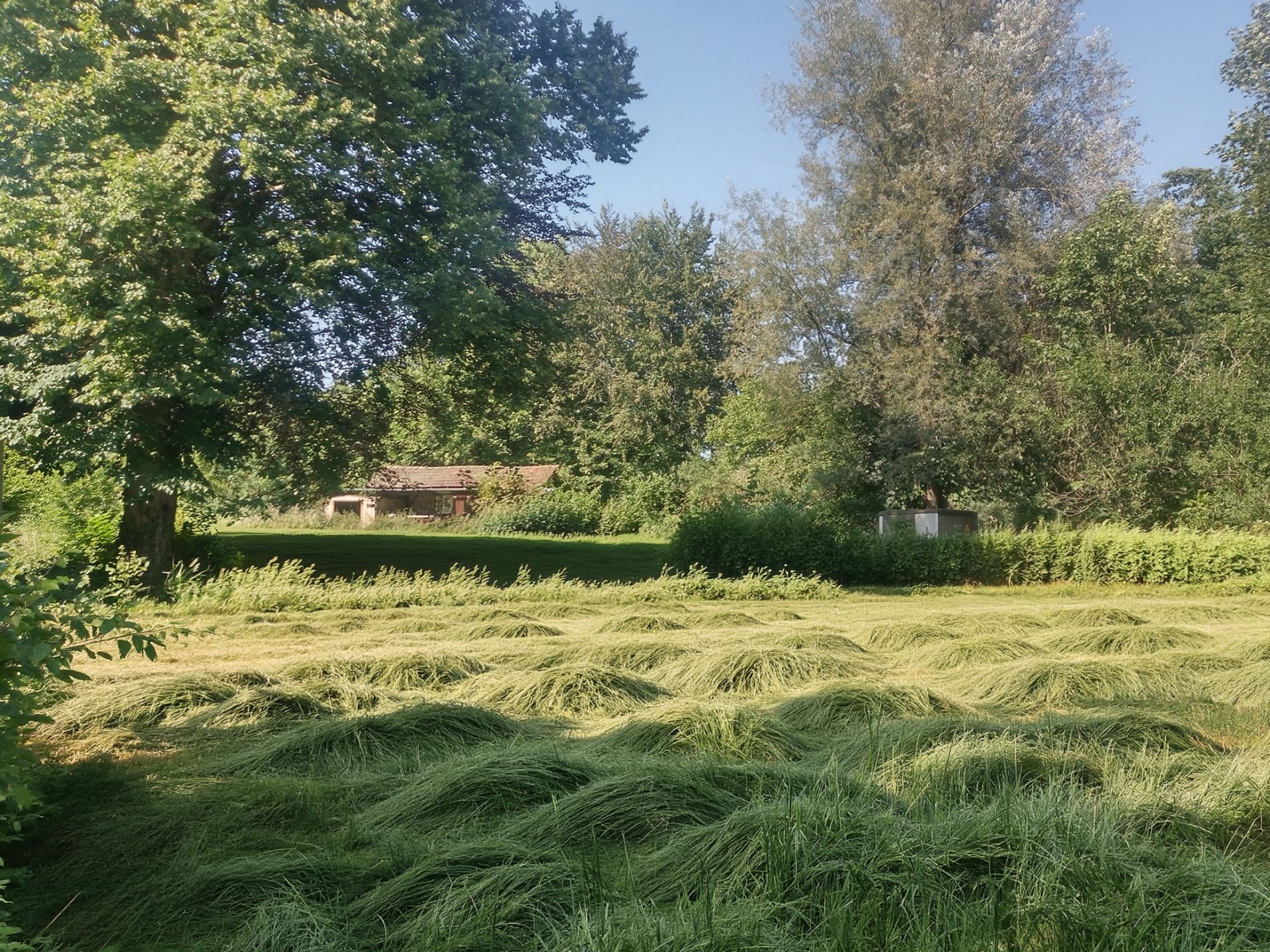 Großer Garten mit gemähtem Gras, Bäumen und einem kleinen Gebäude im Hintergrund.