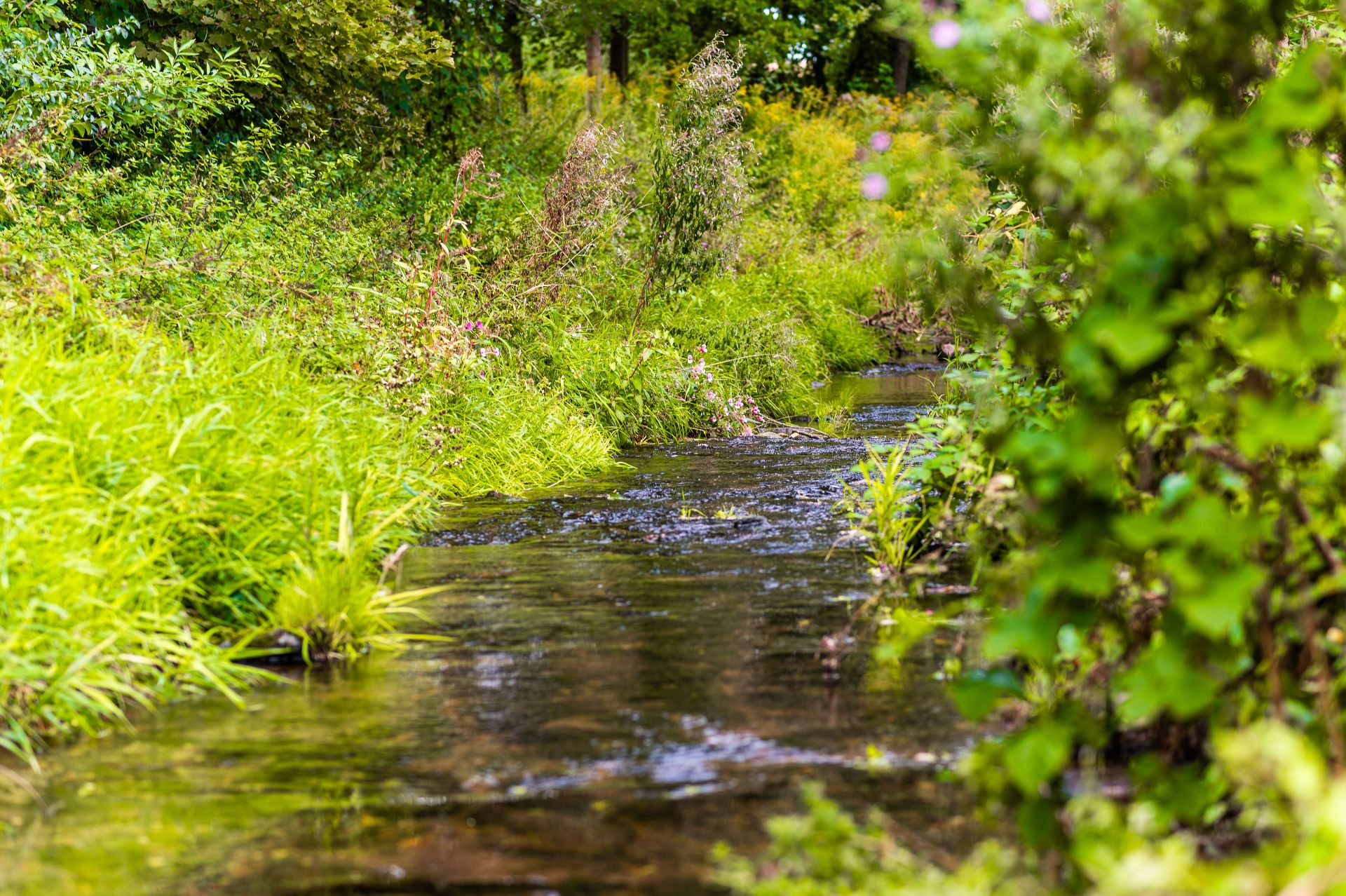 Ein schmaler Bach fließt durch grüne, dicht bewachsene Vegetation im Freien.