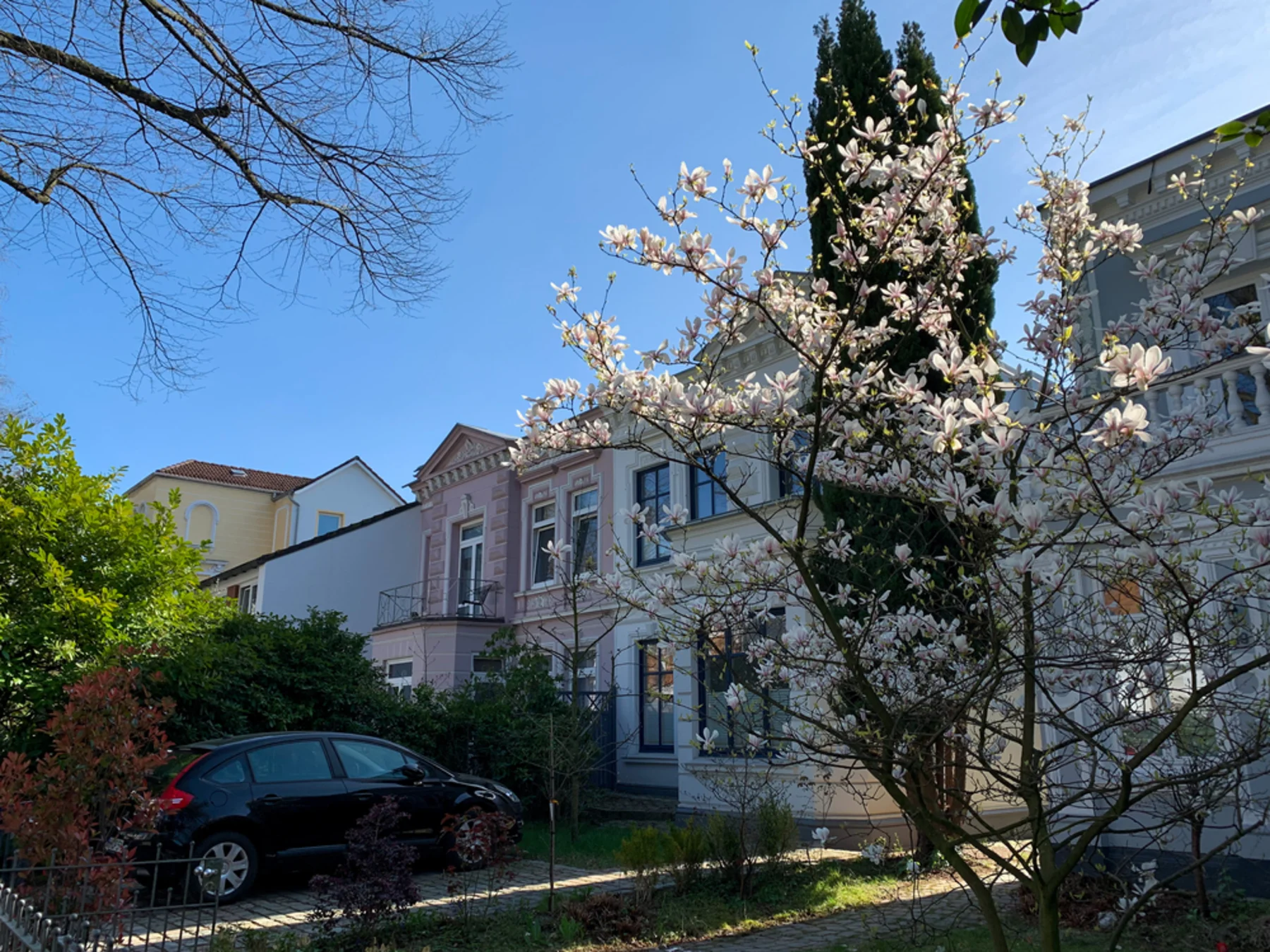 Blühender Magnolienbaum vor einem Wohnhaus mit Garten und geparktem Auto.