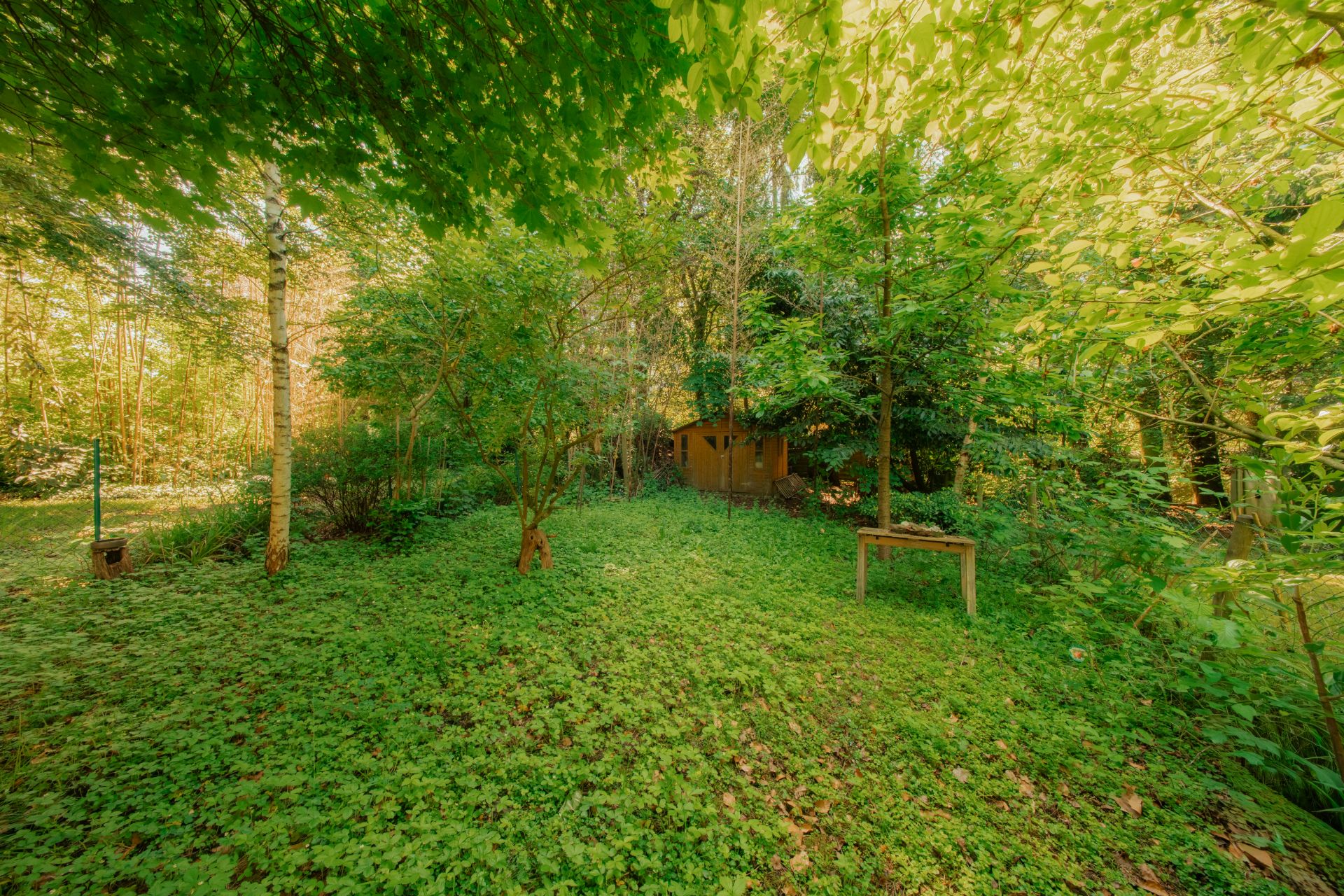 Grüner Garten mit Bäumen, Sträuchern und einem kleinen Holzhaus im Hintergrund.