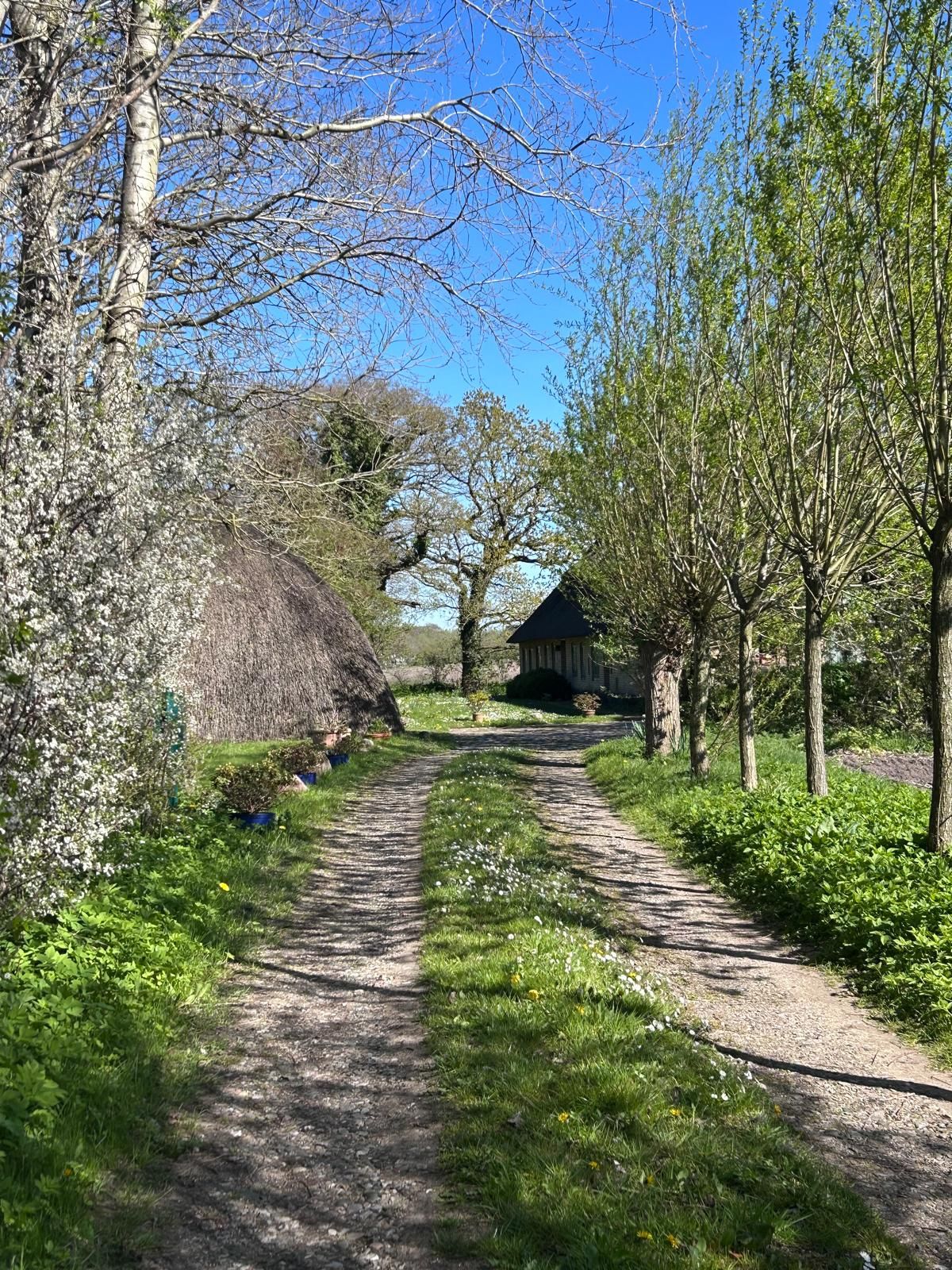 Ein Schotterweg führt durch einen Garten mit Bäumen und einem Reetdachhaus links.