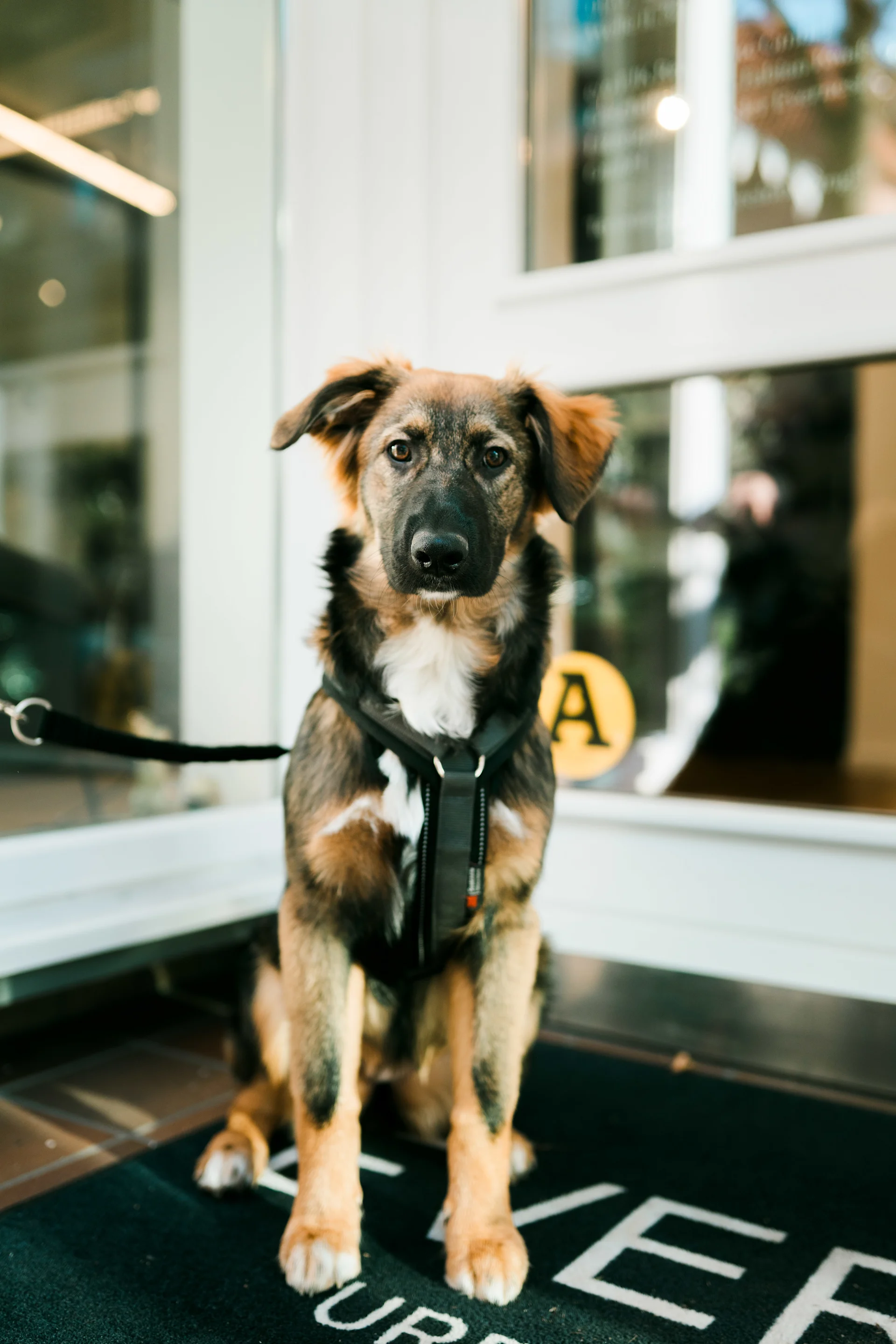 Ein braun-schwarzer Hund mit Geschirr sitzt auf einer Fußmatte vor einer Glastür.