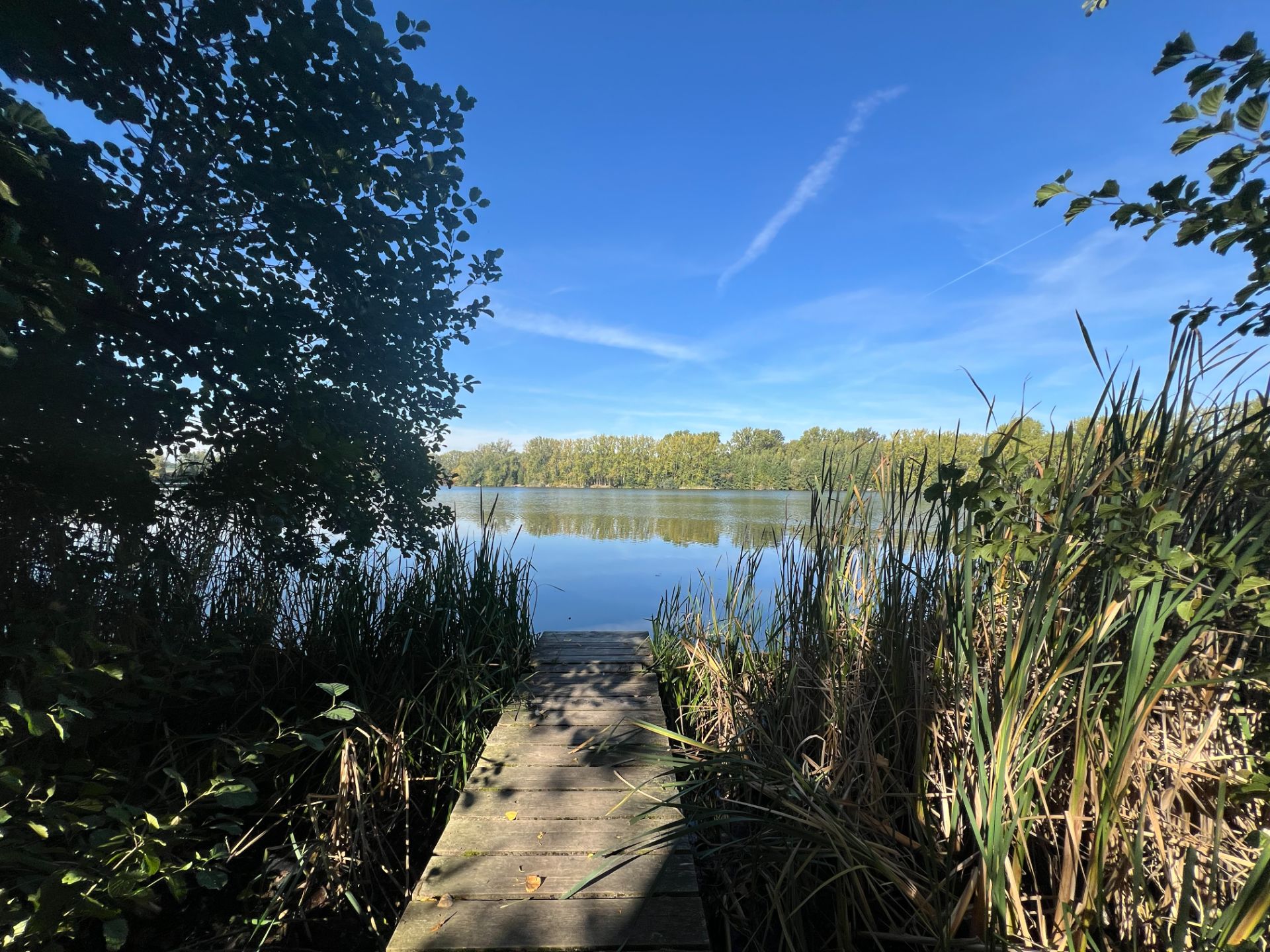 Holzsteg am Ufer eines Sees, umgeben von Schilf und Bäumen, unter blauem Himmel.