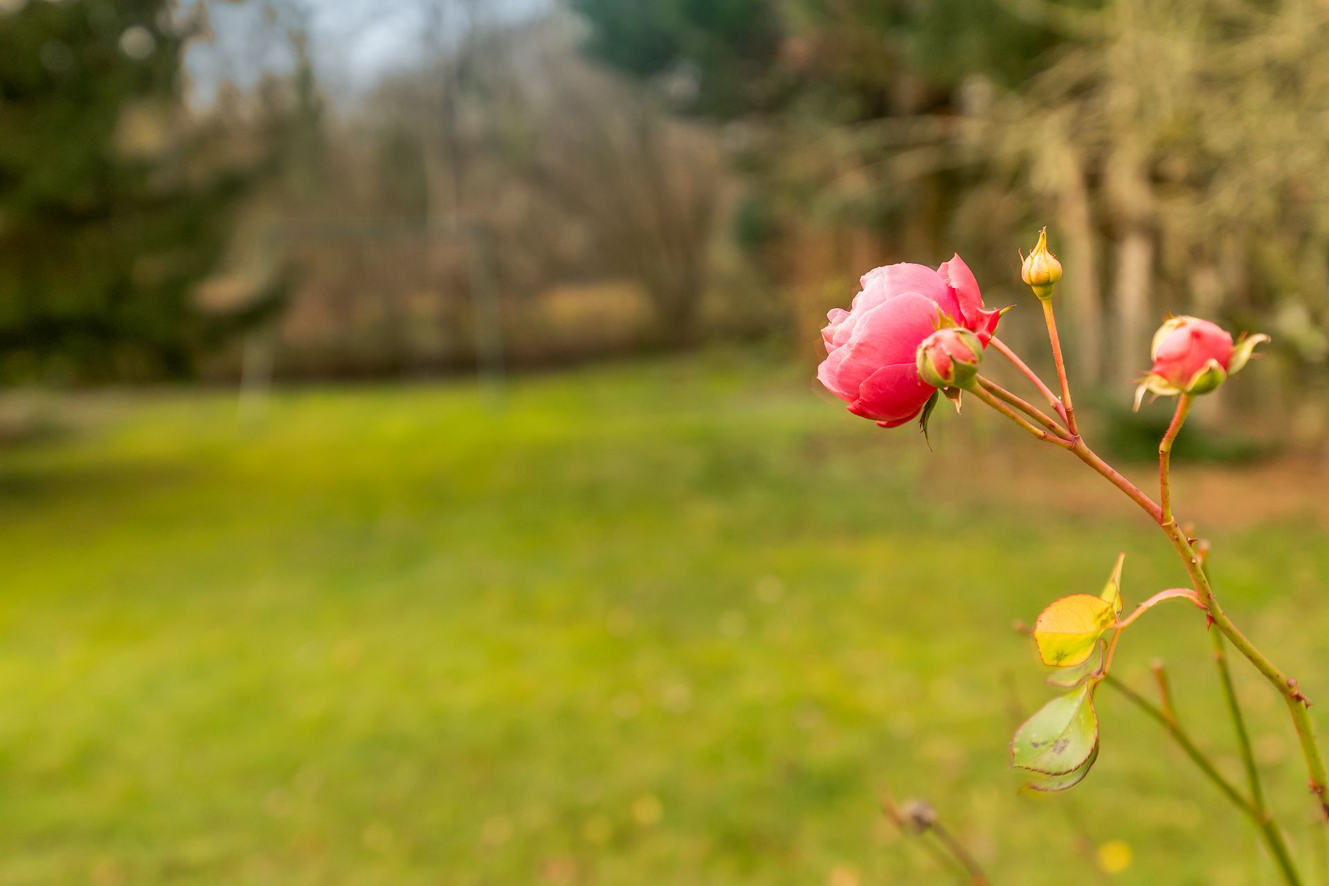 Eine rosafarbene Rosenknospe im Vordergrund, unscharfer Garten im Hintergrund.