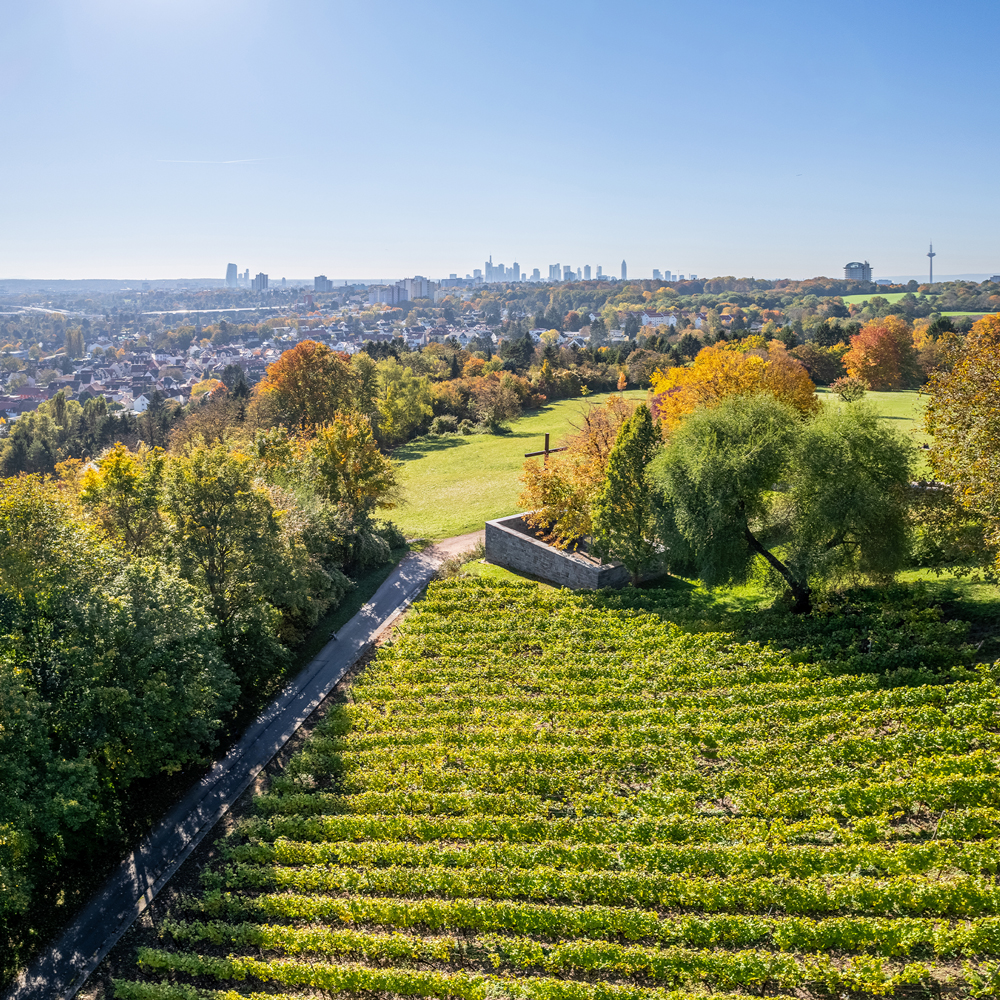 Blick auf grüne Weinberge und Bäume mit einer Stadt im Hintergrund bei klarem Himmel.