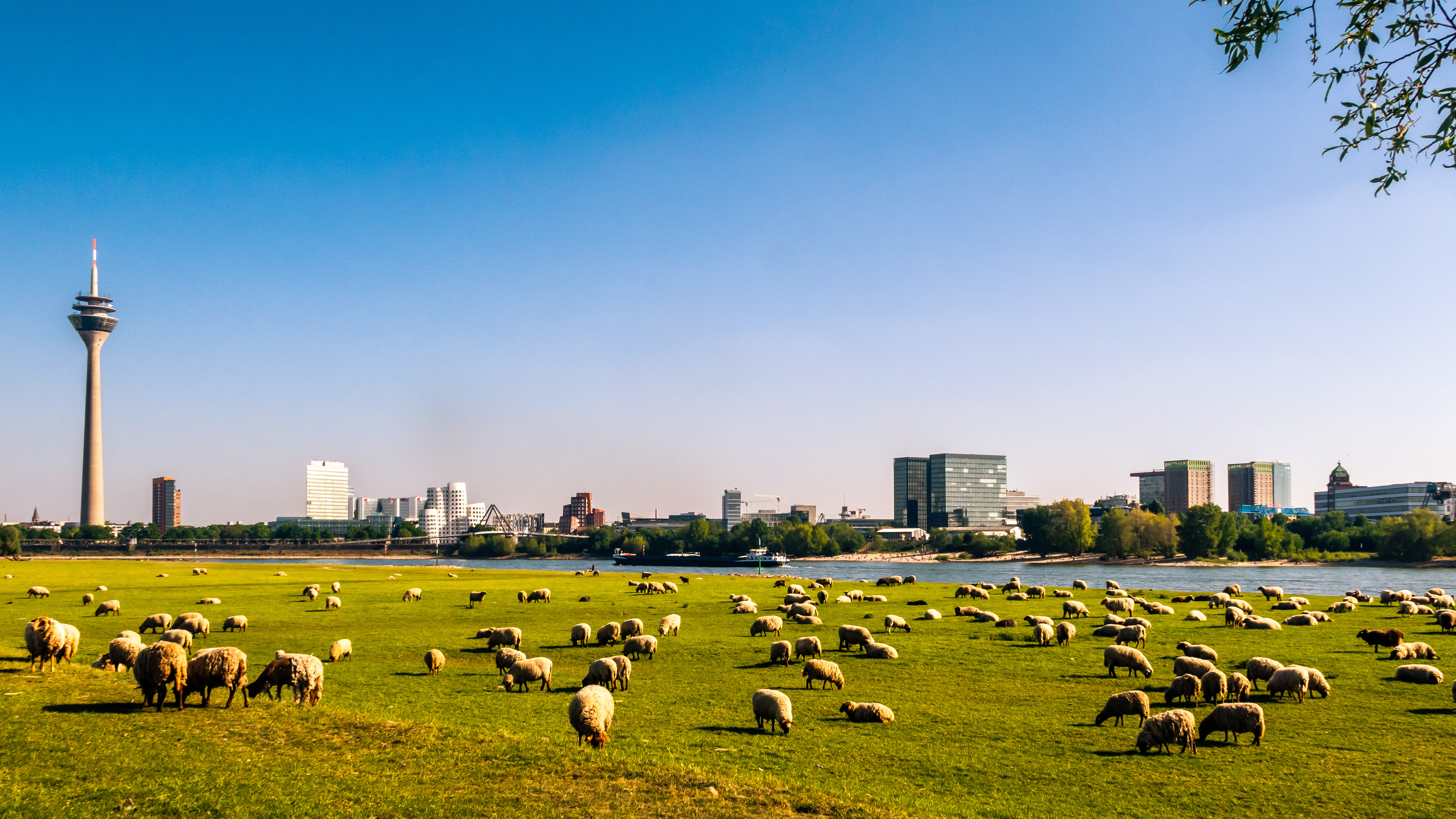 Schafe weiden auf einer grünen Wiese, im Hintergrund eine Stadt mit Fluss und Fernsehturm.
