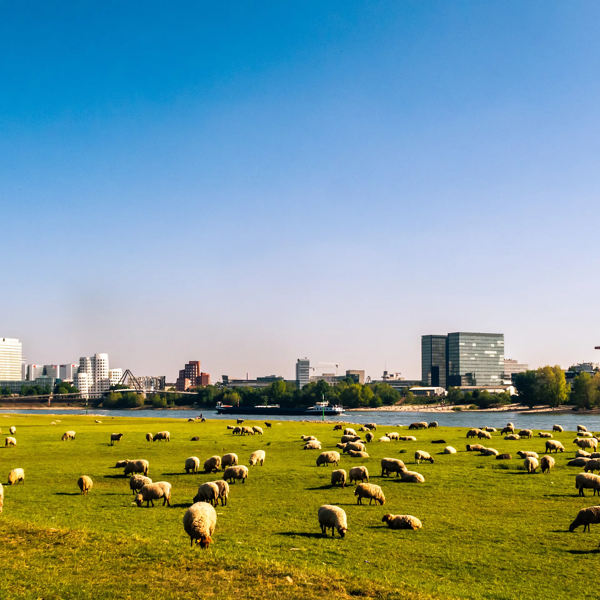 Schafe weiden auf einer grünen Wiese, im Hintergrund eine Stadt mit Fluss und Fernsehturm.