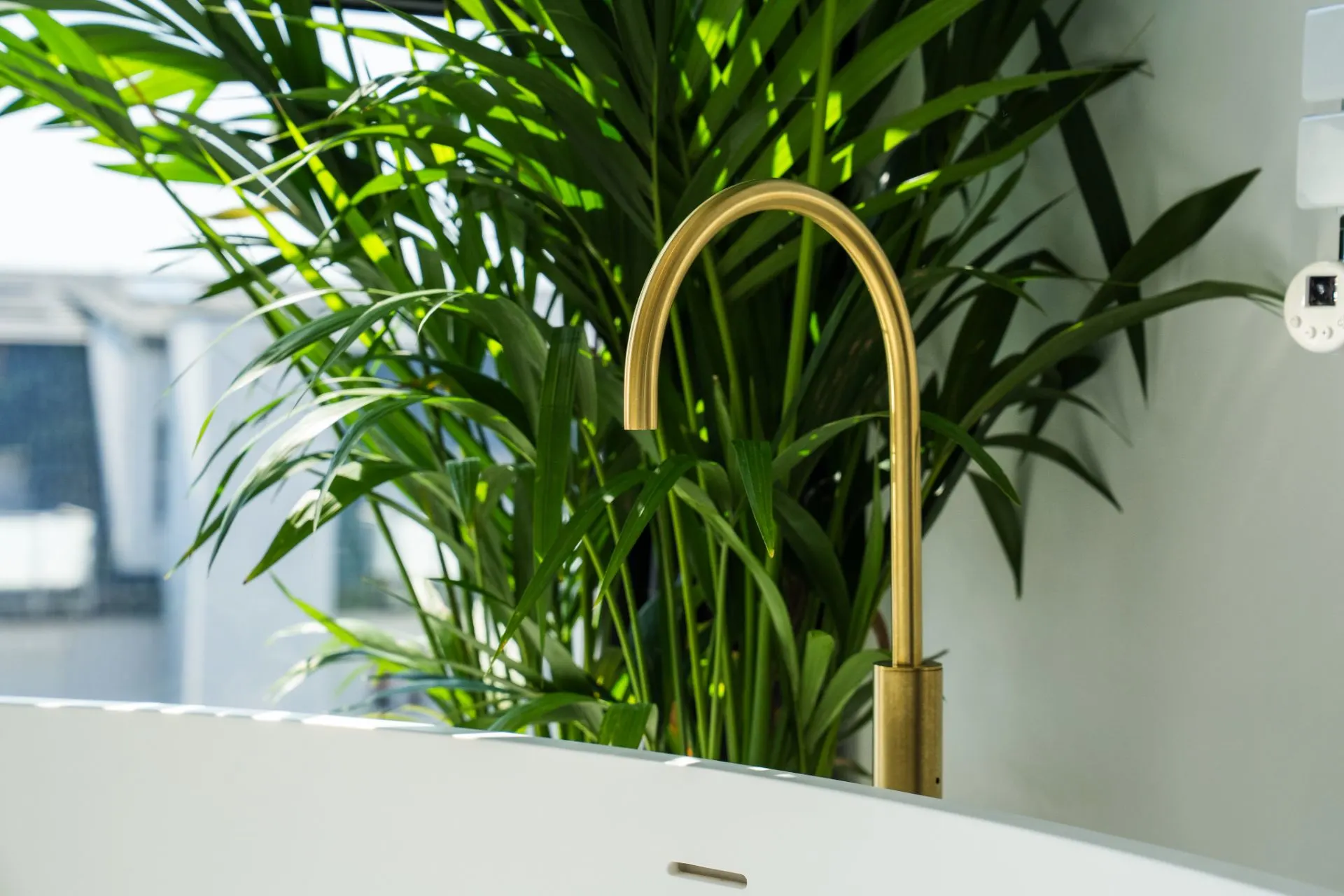 Goldener Wasserhahn vor einer großen grünen Zimmerpflanze an einem weißen Waschbecken.