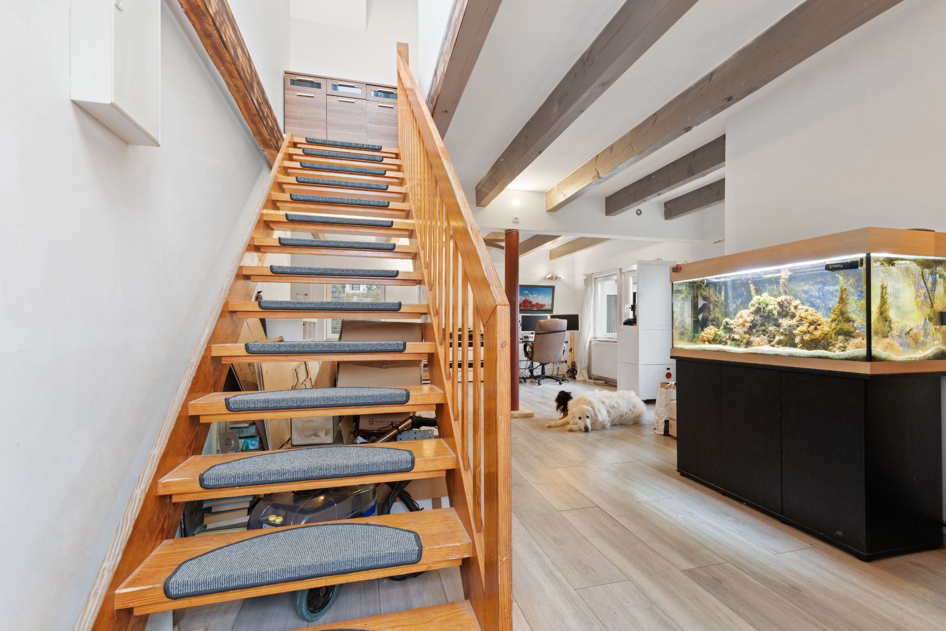 Holztreppe mit Teppichstufen, daneben großes Aquarium und ein Hund auf hellem Holzboden.