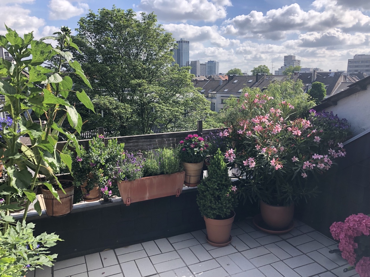 Balkon mit vielen Blumentöpfen und Pflanzen, Ausblick auf Bäume und Wohnhäuser bei Tageslicht.