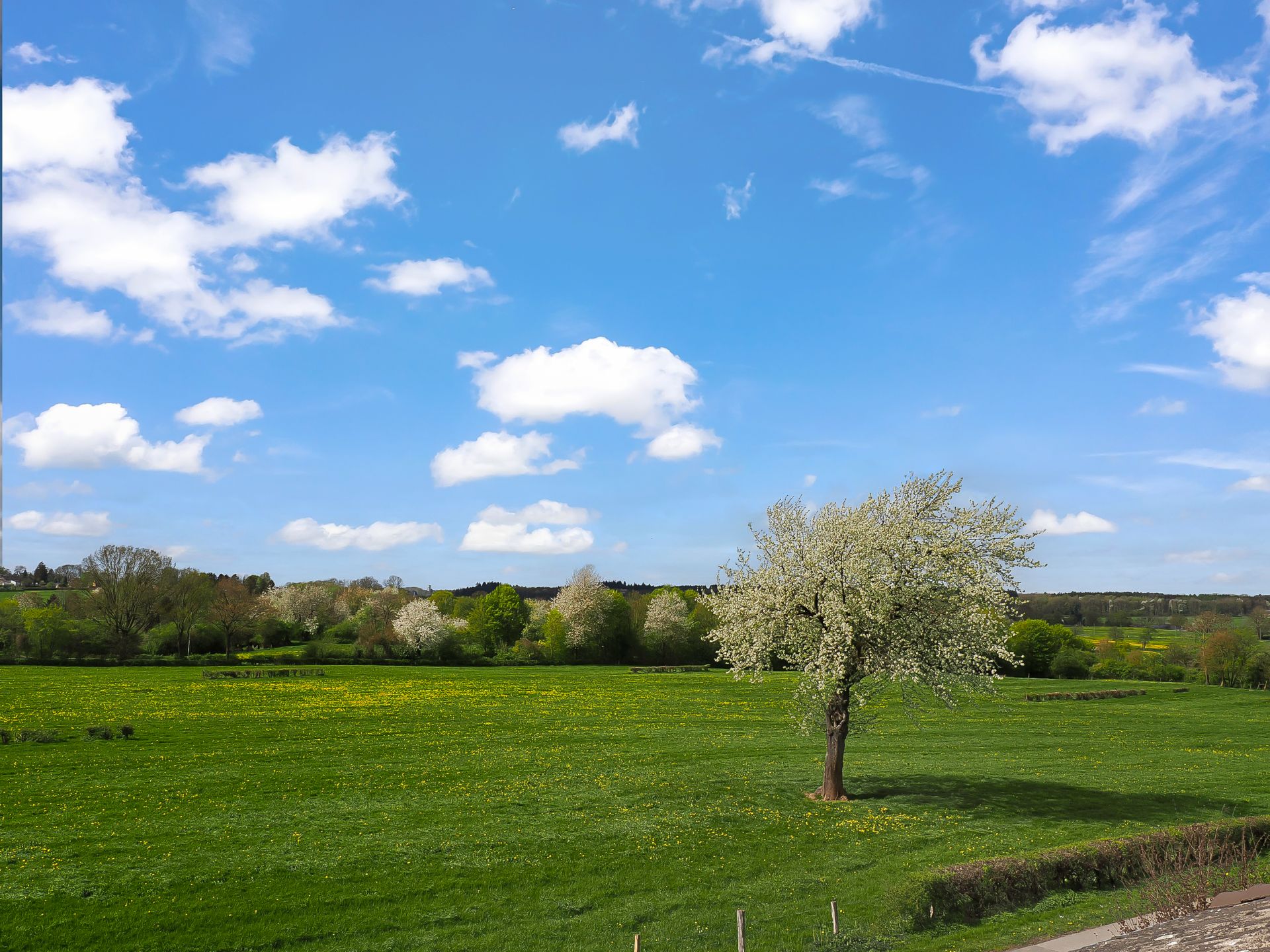 Grüne Wiese mit blühendem Baum unter blauem Himmel mit weißen Wolken.