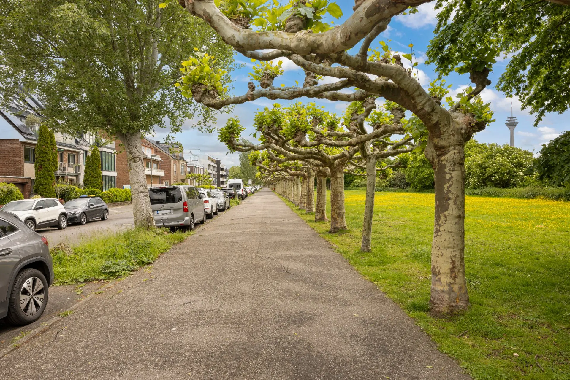 Baumgesäumter Fußweg mit parkenden Autos links und Wiese rechts, Wohnhäuser im Hintergrund.