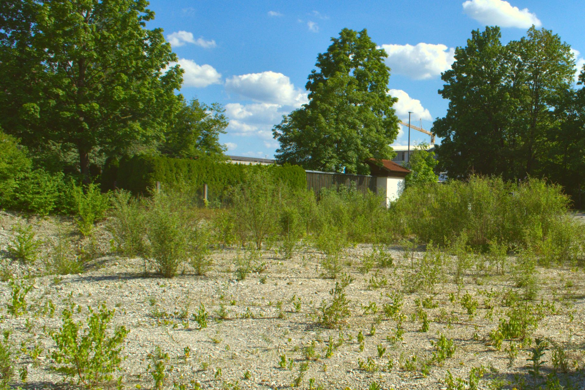Unbebautes Grundstück mit Kiesboden, niedrigem Bewuchs und mehreren Bäumen im Hintergrund.
