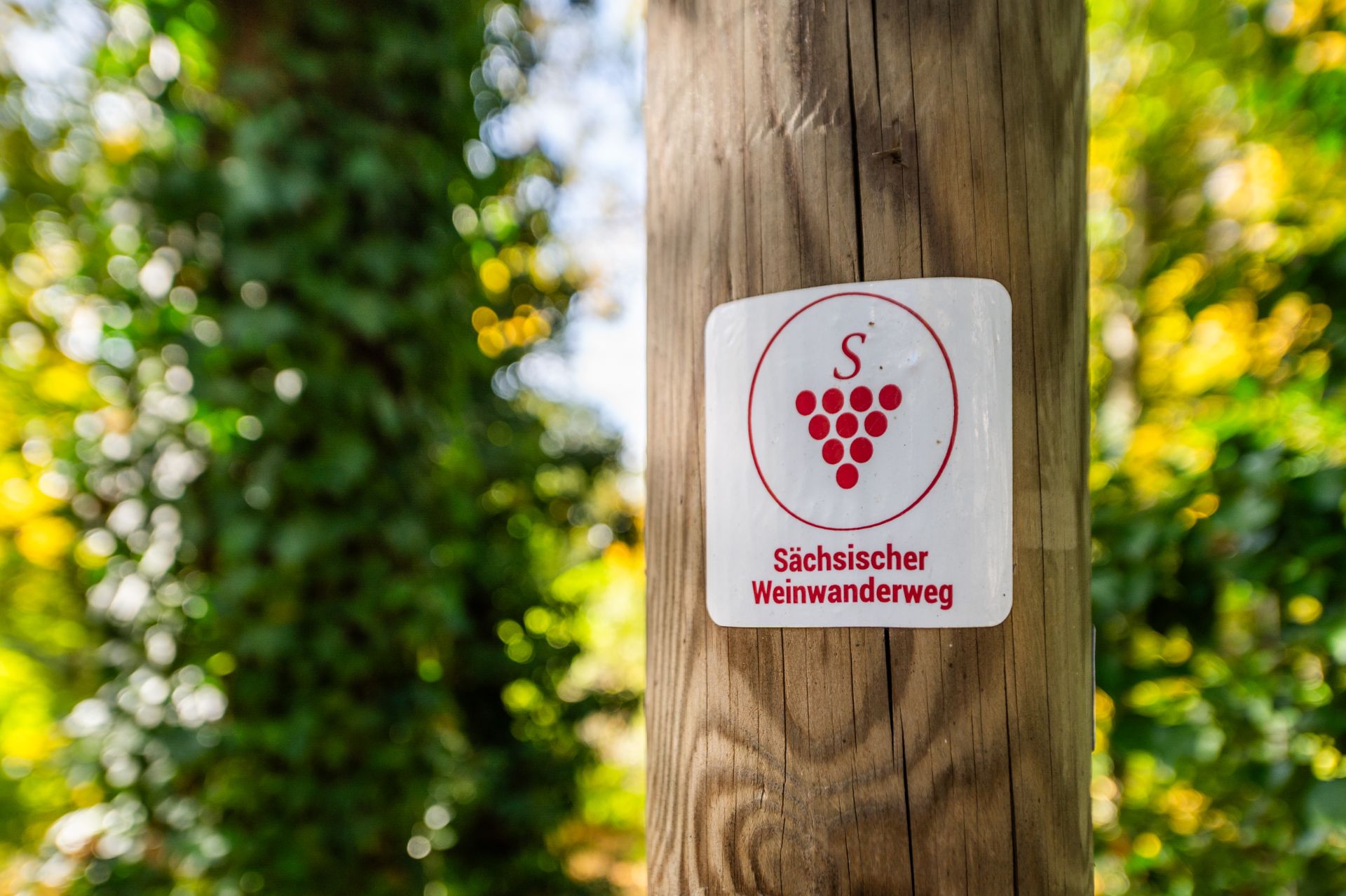 Holzpfosten mit Schild 'Sächsischer Weinwanderweg' und Traubensymbol im Grünen.