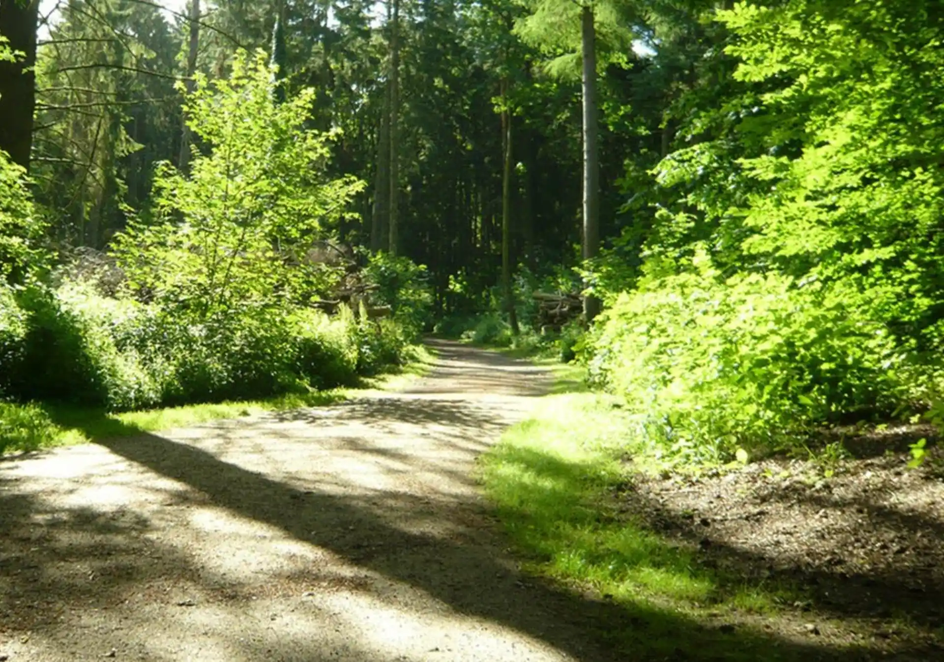 Ein sonniger Waldweg mit Bäumen und dichtem grünen Laub an beiden Seiten.