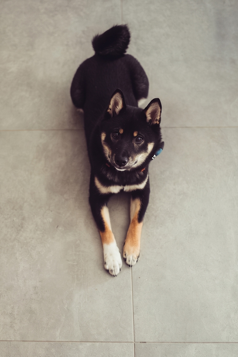 Ein schwarz-brauner Hund liegt auf einem hellen Fliesenboden.